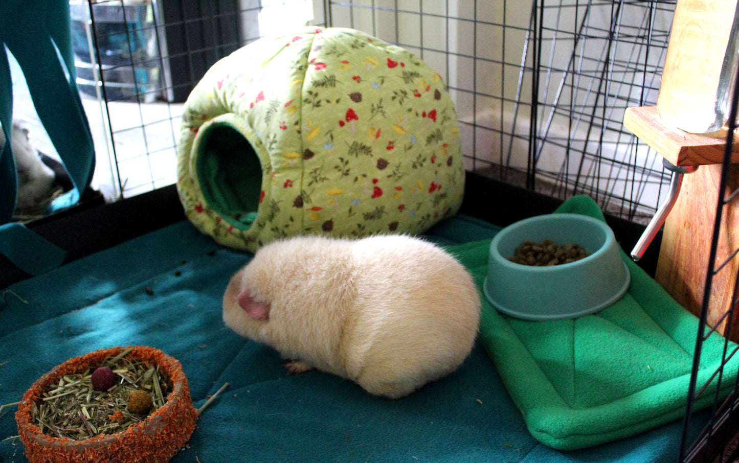 Green Mushroom Hidey Hut For Guinea Pigs