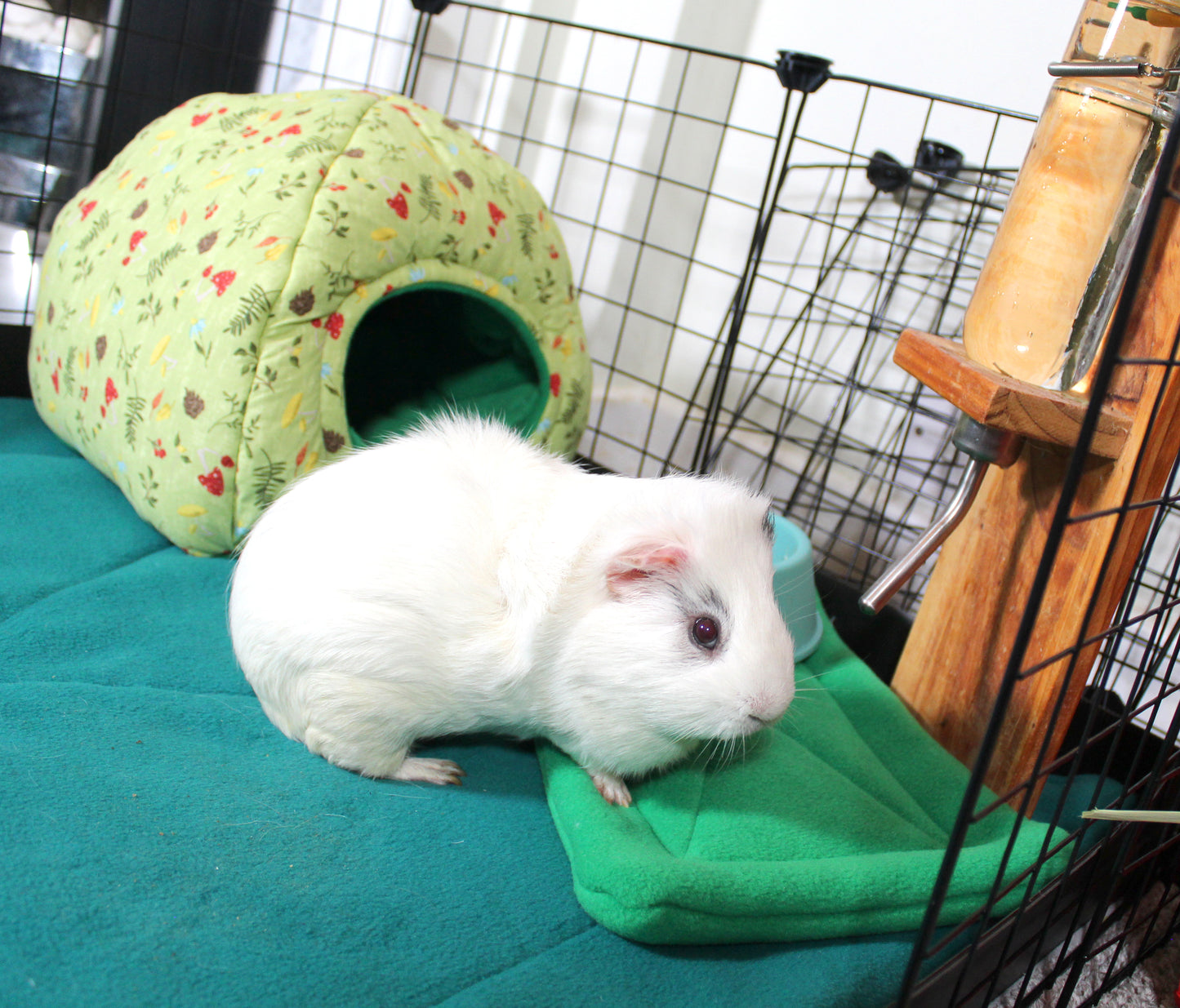 Green Mushroom Hidey Hut For Guinea Pigs