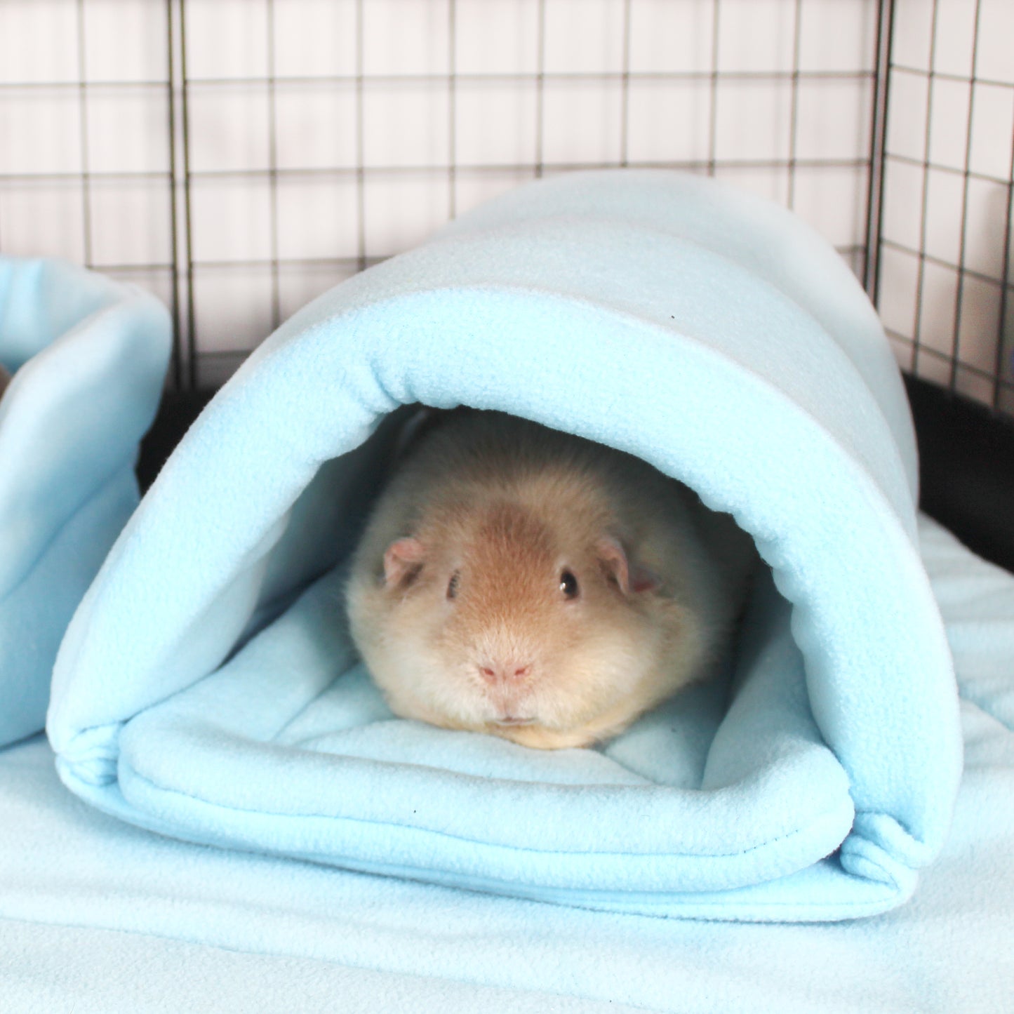 Baby Blue Guinea Pig Accessory Bundle