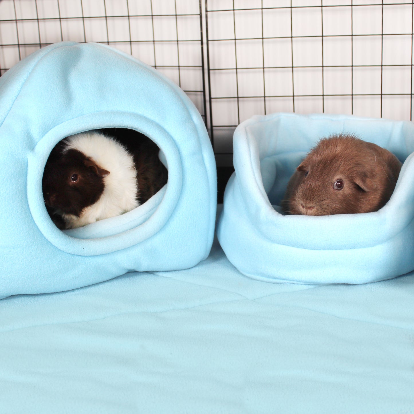 Baby Blue Guinea Pig Accessory Bundle