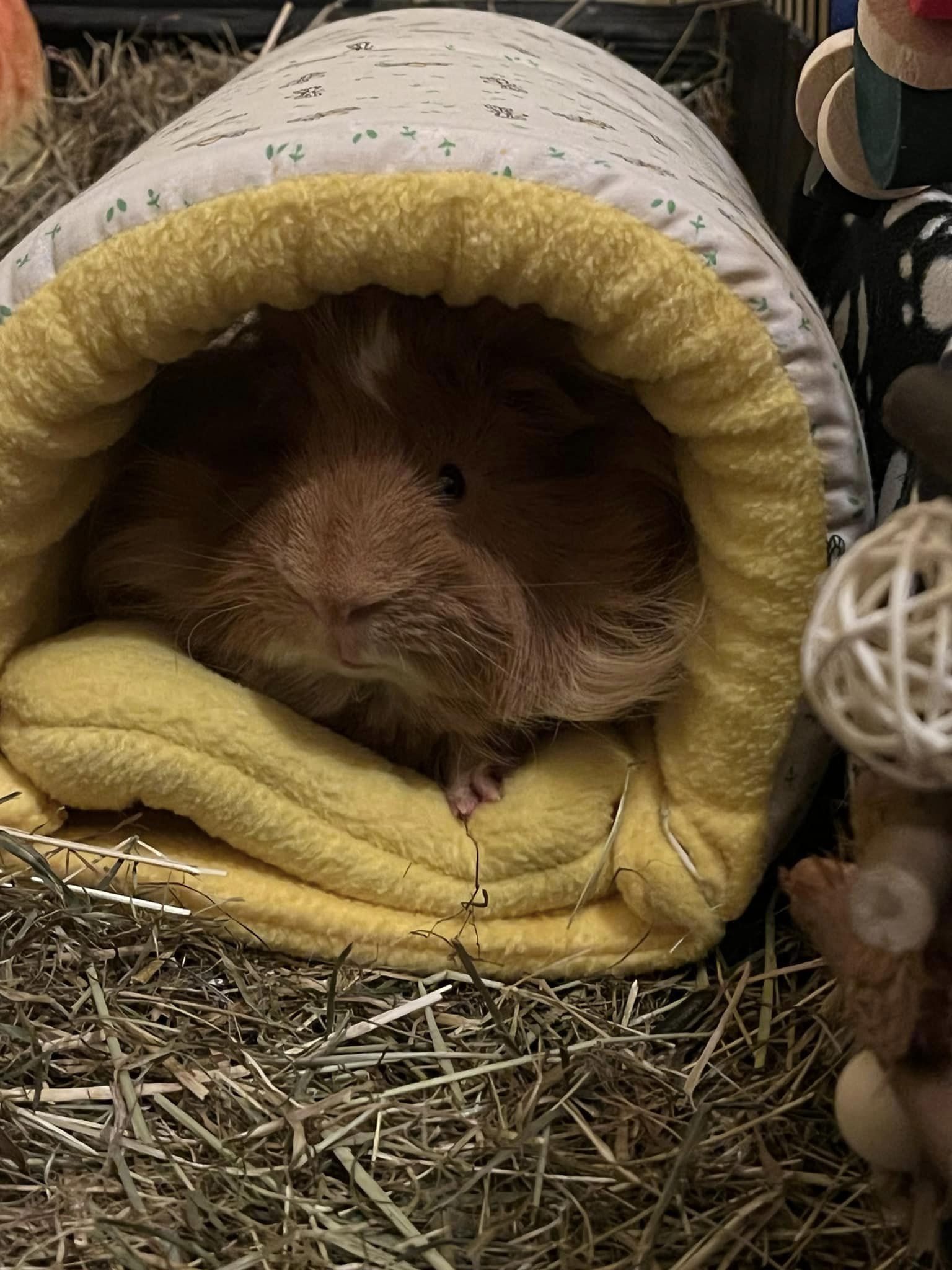 Yellow Bee Pattern Snuggle Tunnel, customer image showing the tunnel in use in their guinea pigs cage