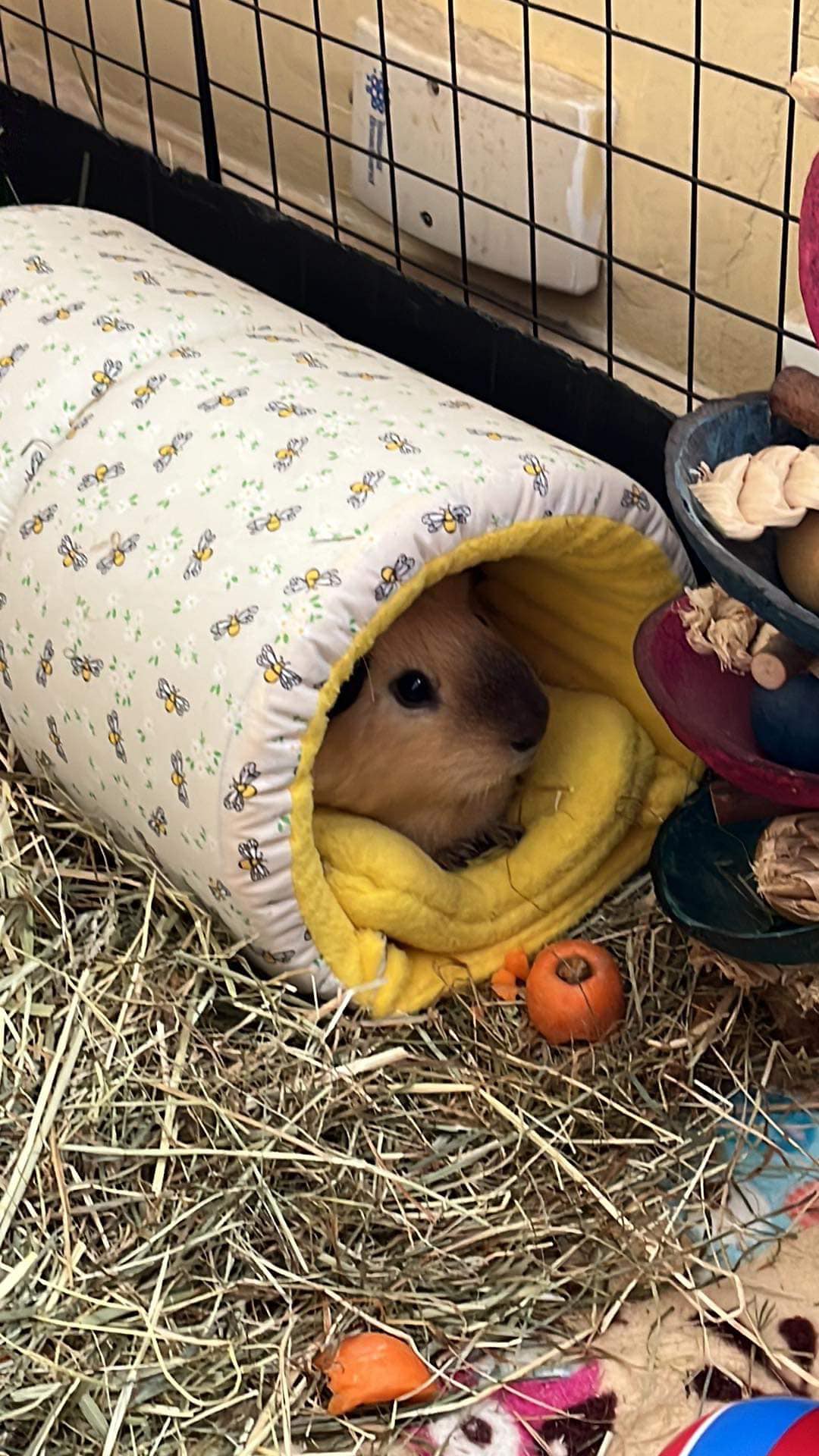Yellow Bee Pattern Snuggle Tunnel, another customer images showing a guinea pig enjoying the squish tunnel