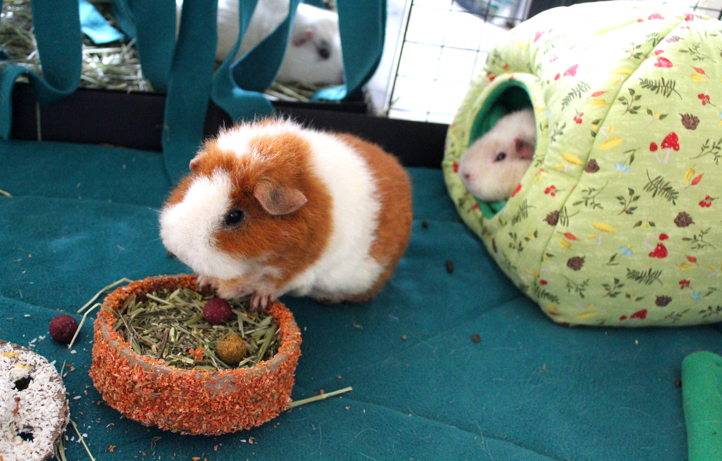 Green Mushroom Hidey Hut For Guinea Pigs