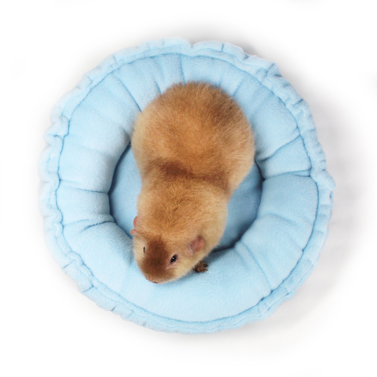 Baby Blue Doughnut bed for Guinea Pigs