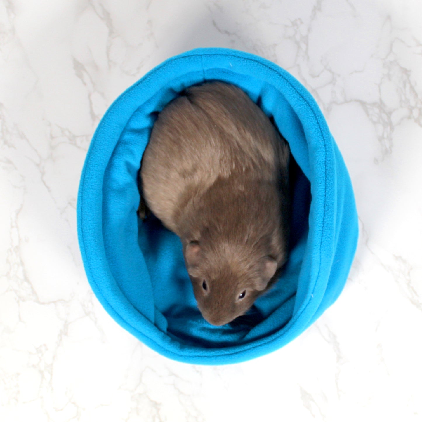 Azure Blue Bed for Guinea Pigs, top view with guinea pig