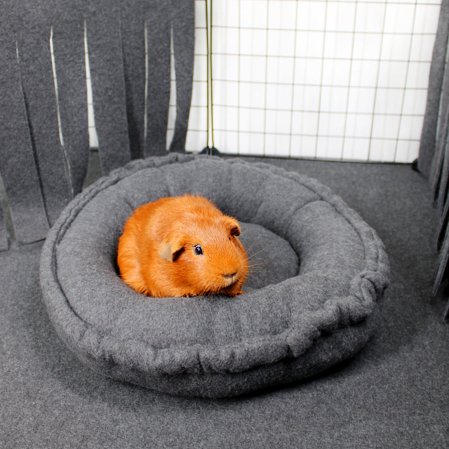 Orange guinea pig on a gray pet bed in a cage with a white grid background