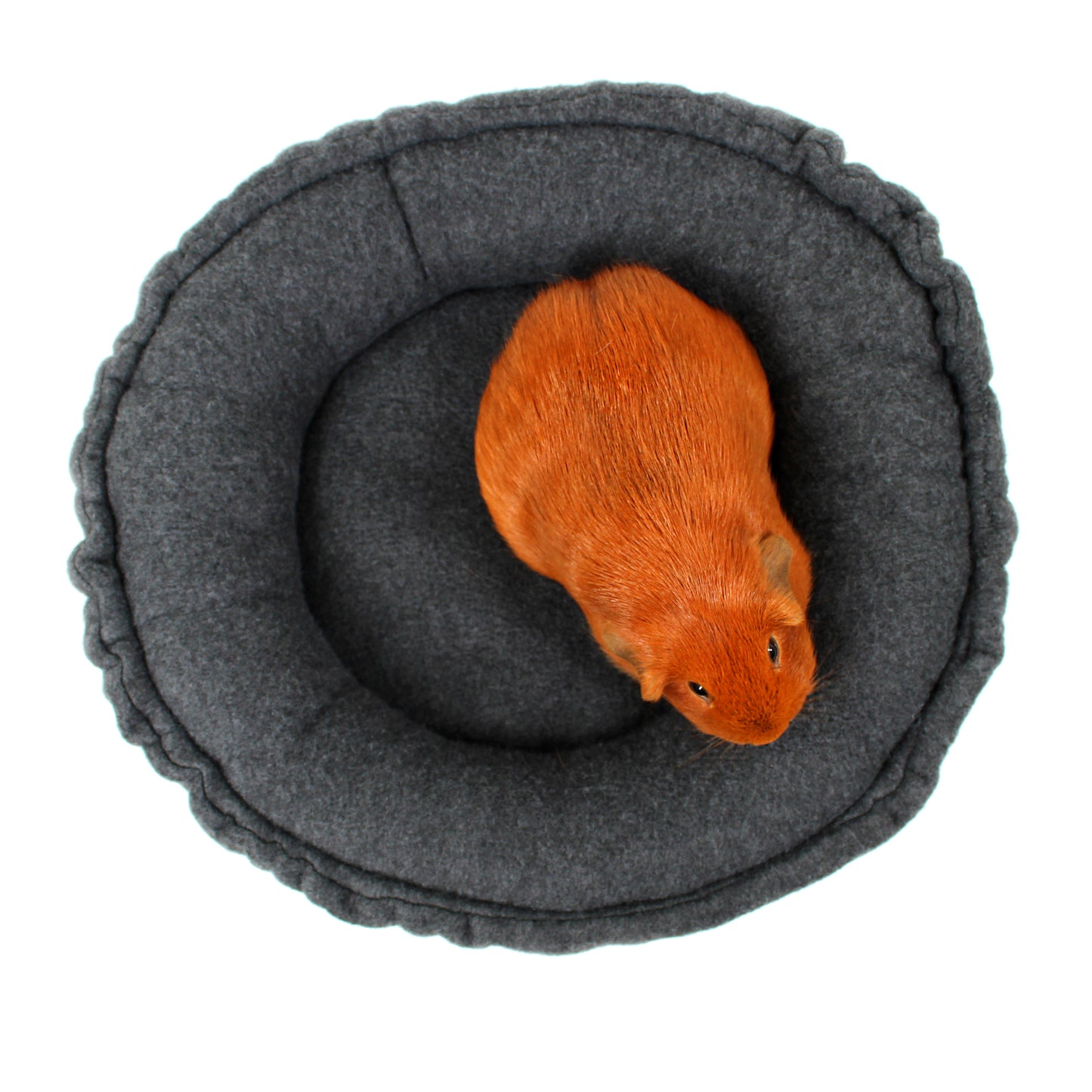 Orange guinea pig inside a gray fleece pet bed on a white background