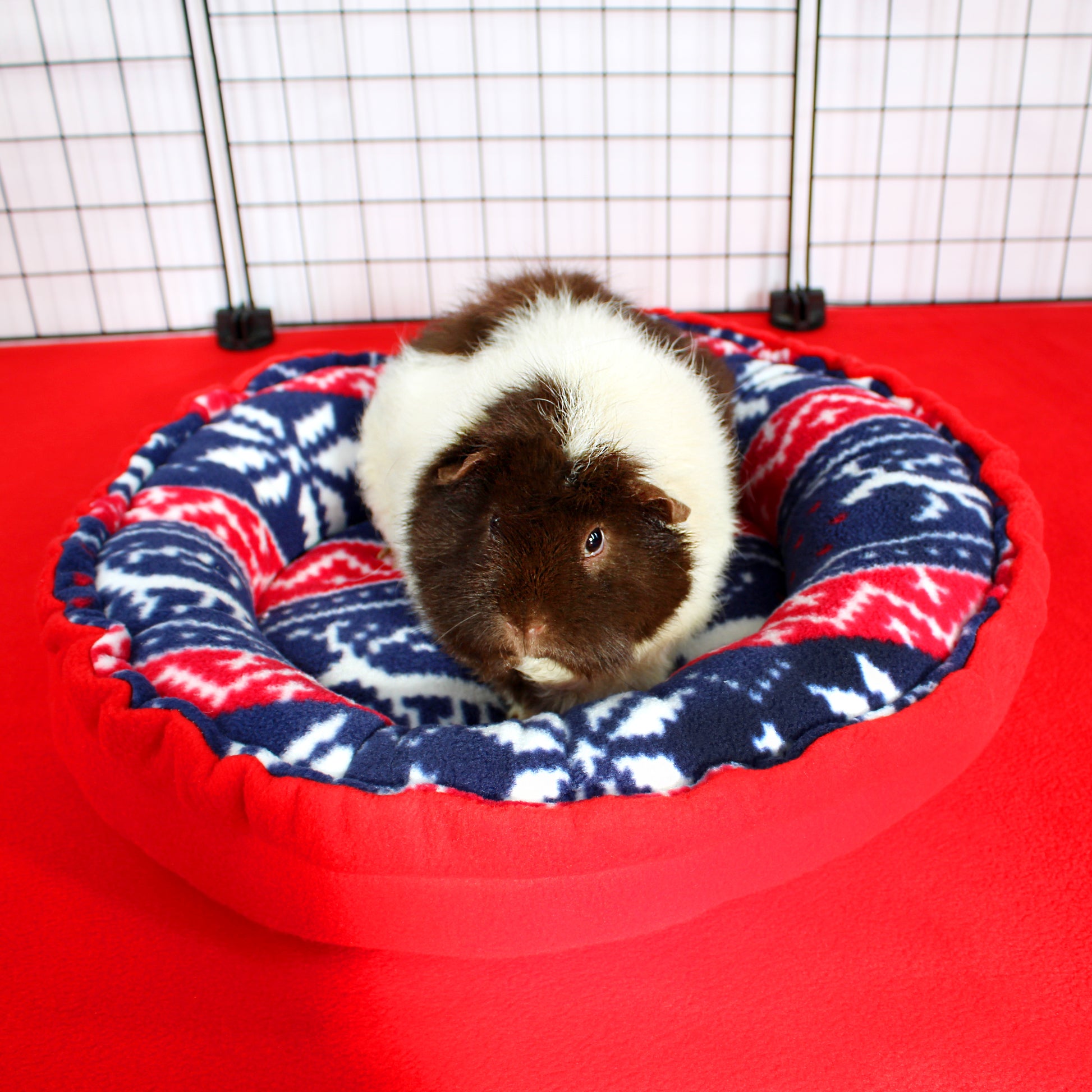 Guinea pig sitting on a circular bed with red, white, and blue pattern in a cage.
