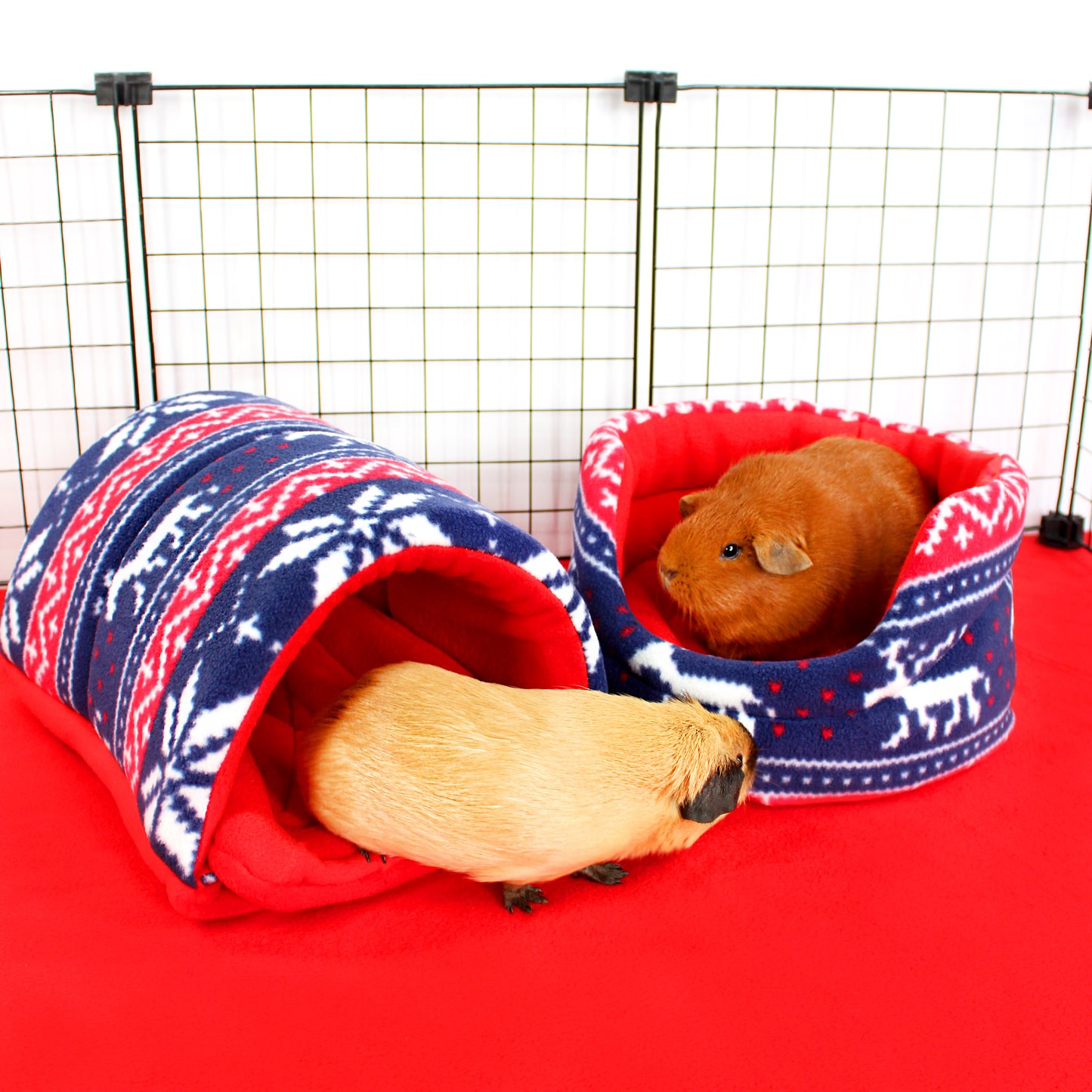 Two guinea pigs in cozy, patterned hut-like structures on a red surface.