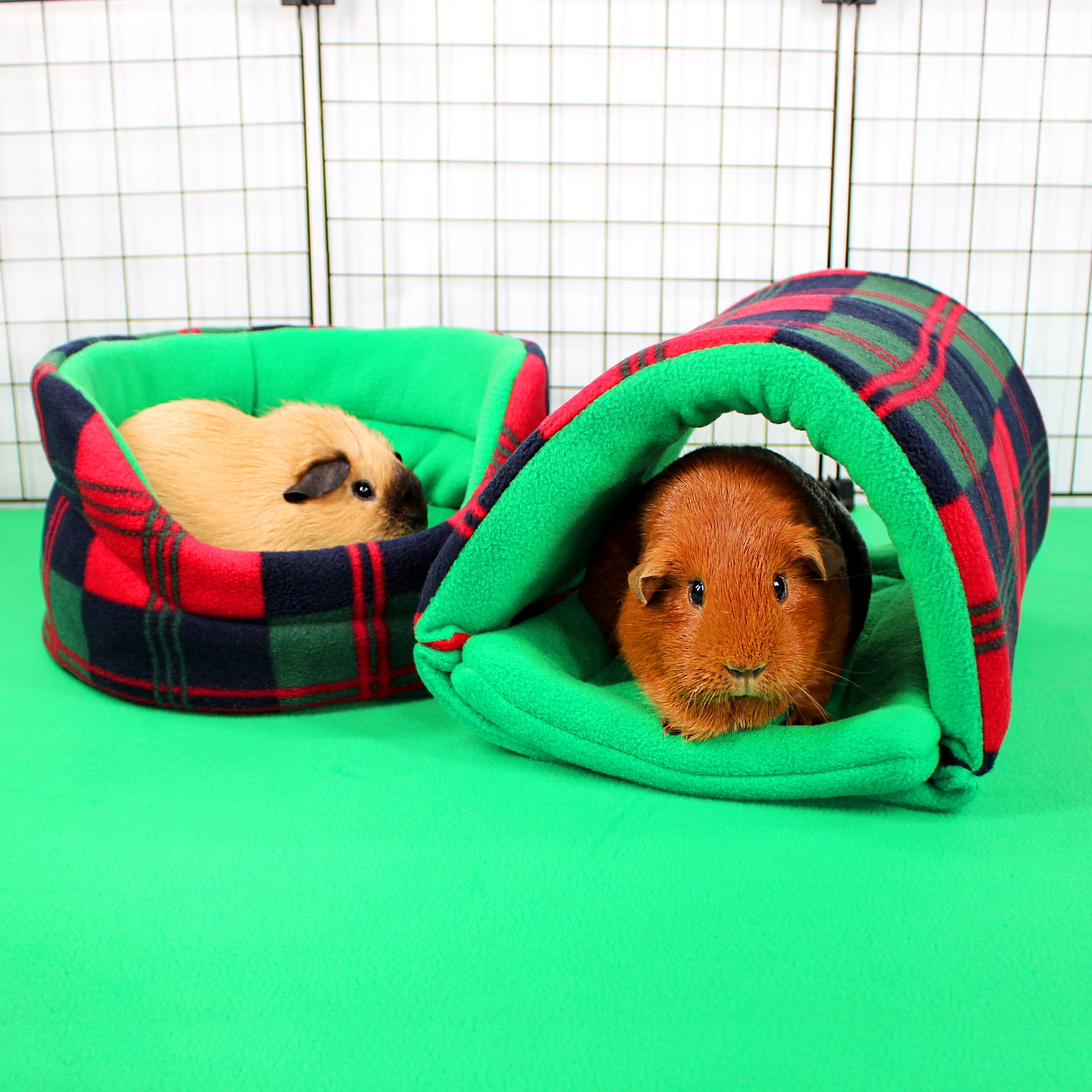Two guinea pigs in plaid pet beds on a green surface with a white grid background