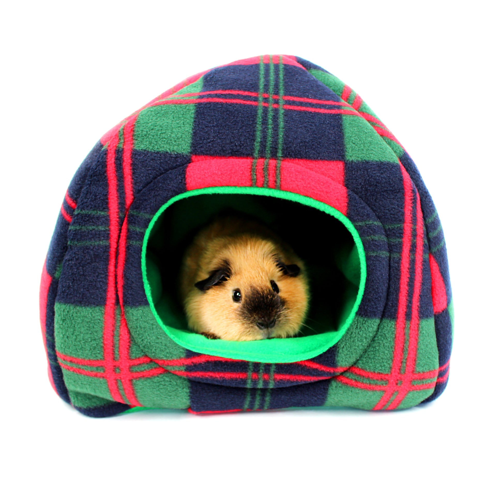 Guinea Pig peeking out from a plaid pet bed with green interior on a white background