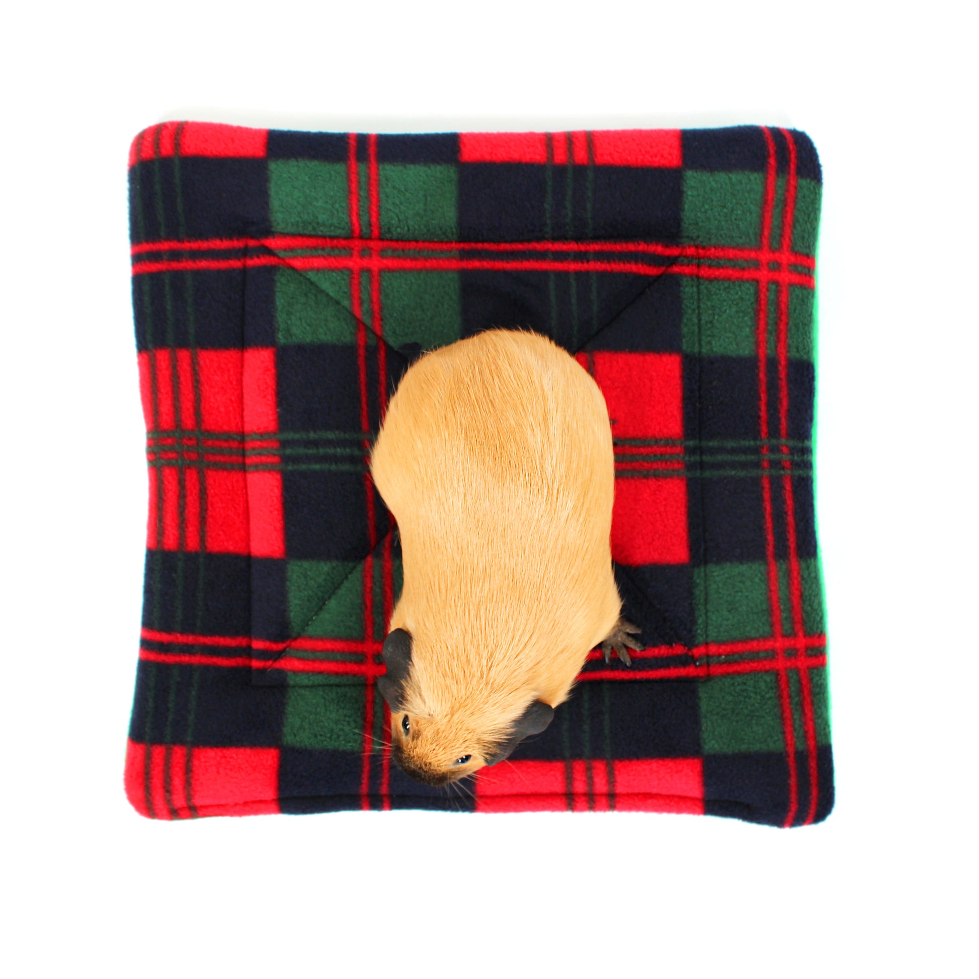 Small animal on a plaid cushion with red, green, and black colors