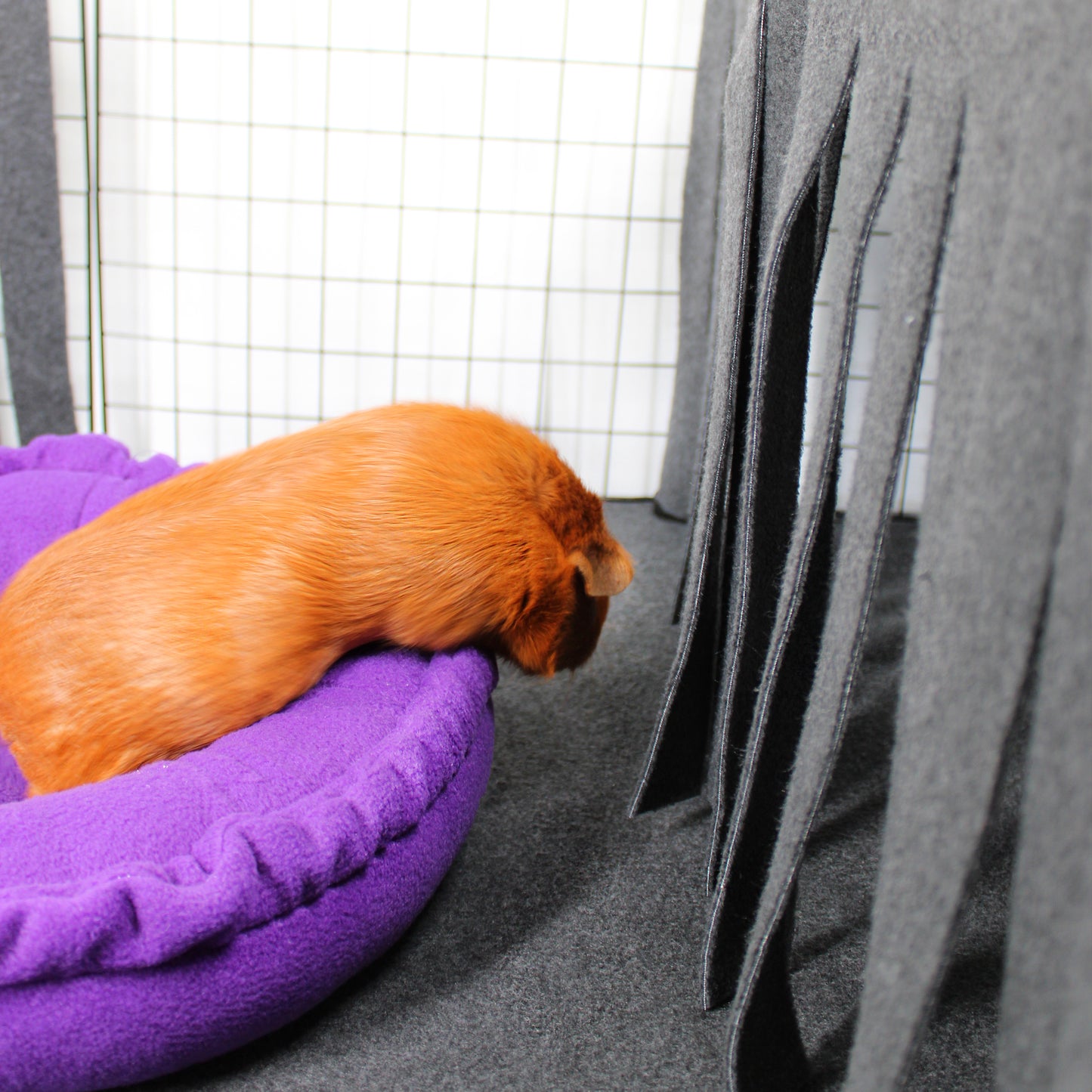 Orange guinea pig on a purple cushion in a pet enclosure with gray walls.