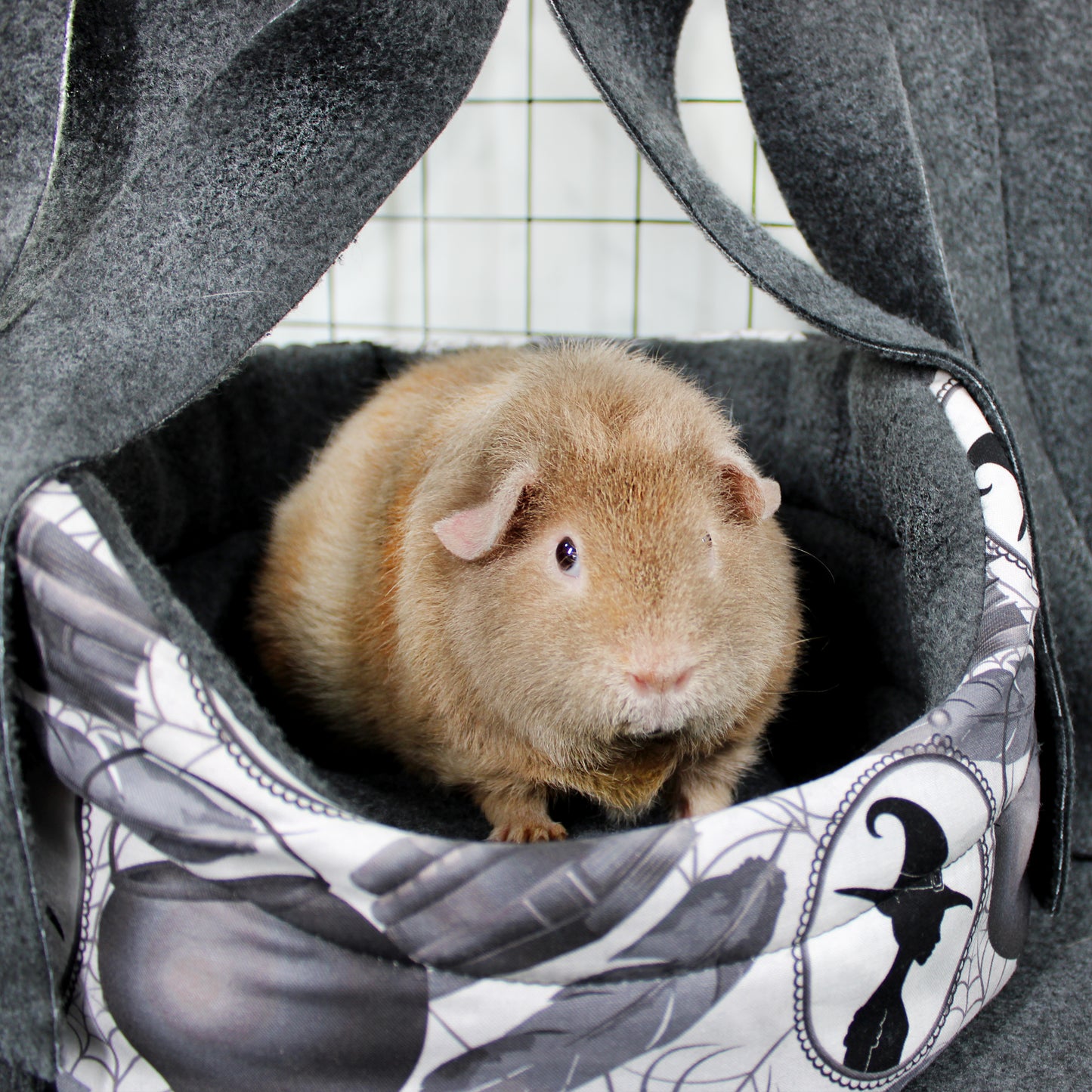 Guinea pig inside a decorative pet carrier with witch-themed design