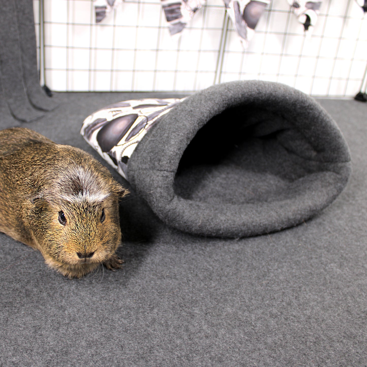 Guinea pig next to a gray pet cave in a pet enclosure