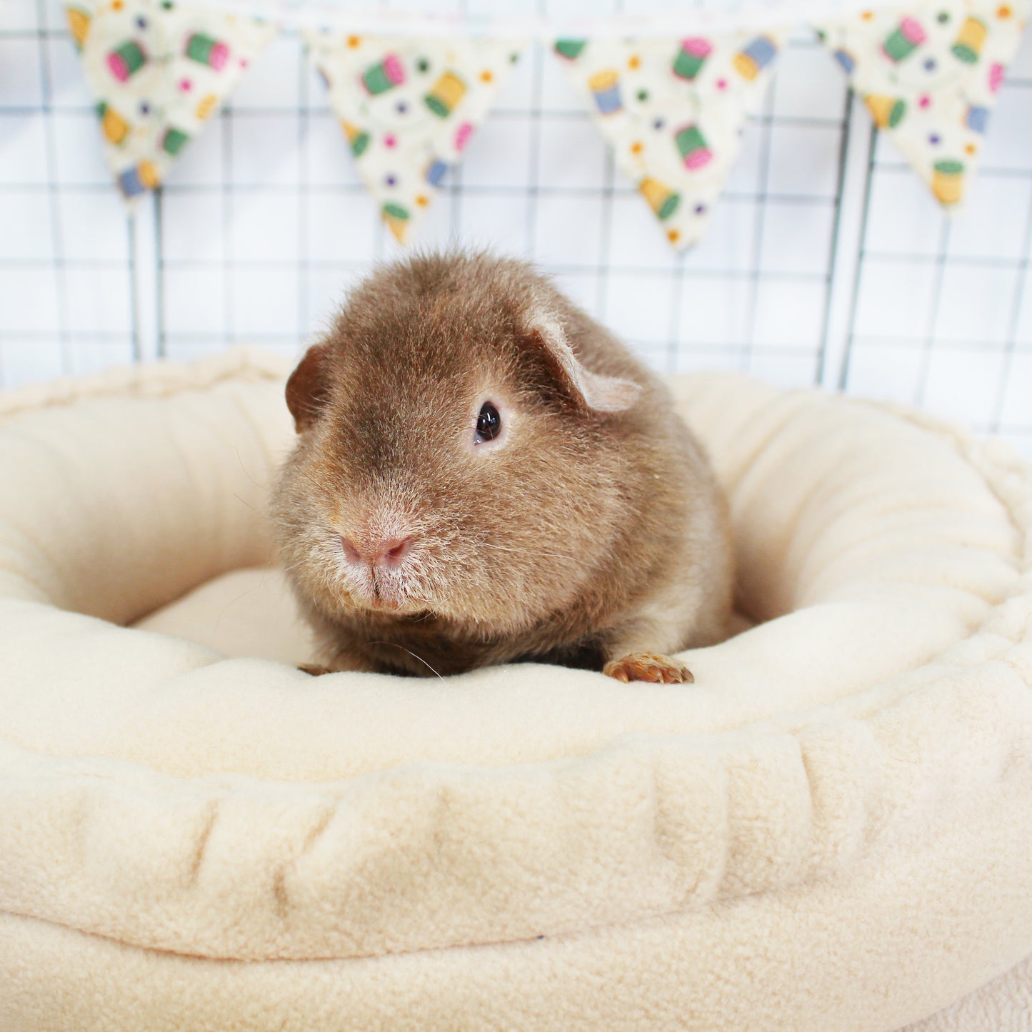 Beige Doughnut Bed for Guinea Pigs