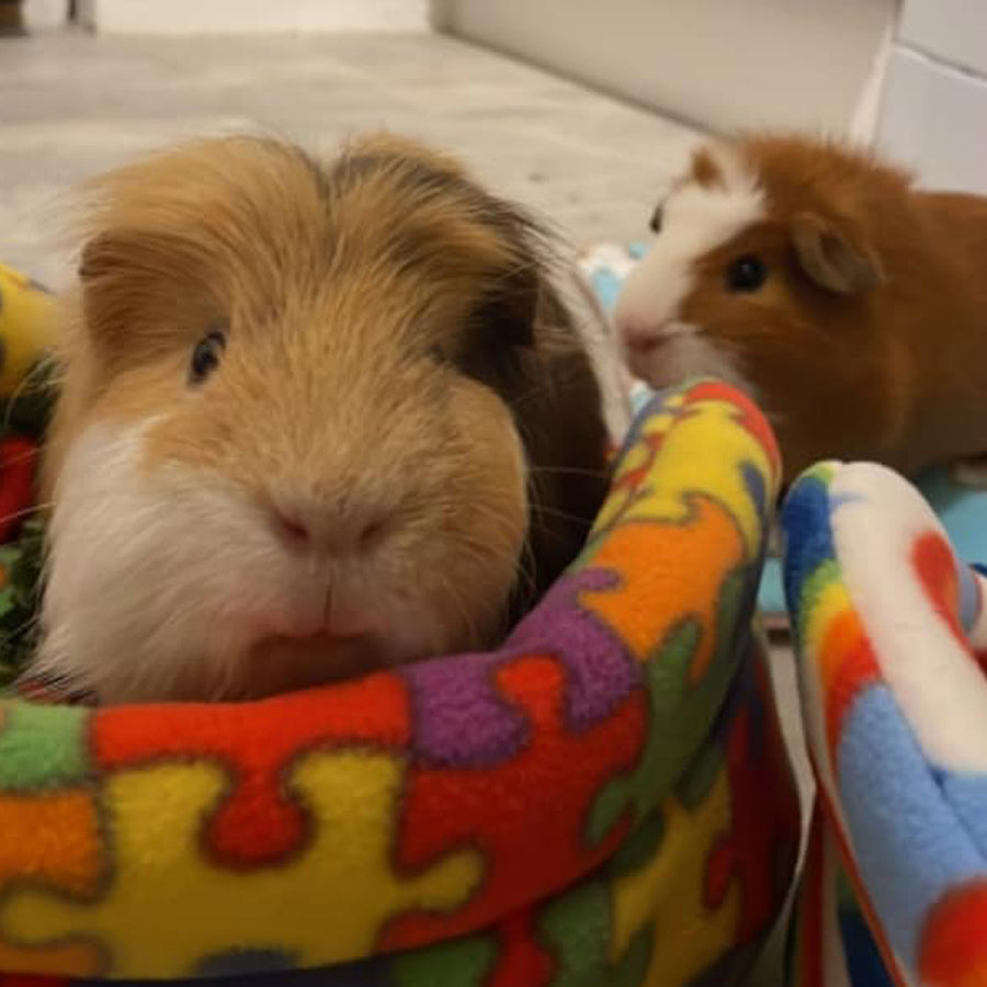 Jigsaw Puzzle Guinea Pig Bed, cuddle cup bed in use by a happy guinea