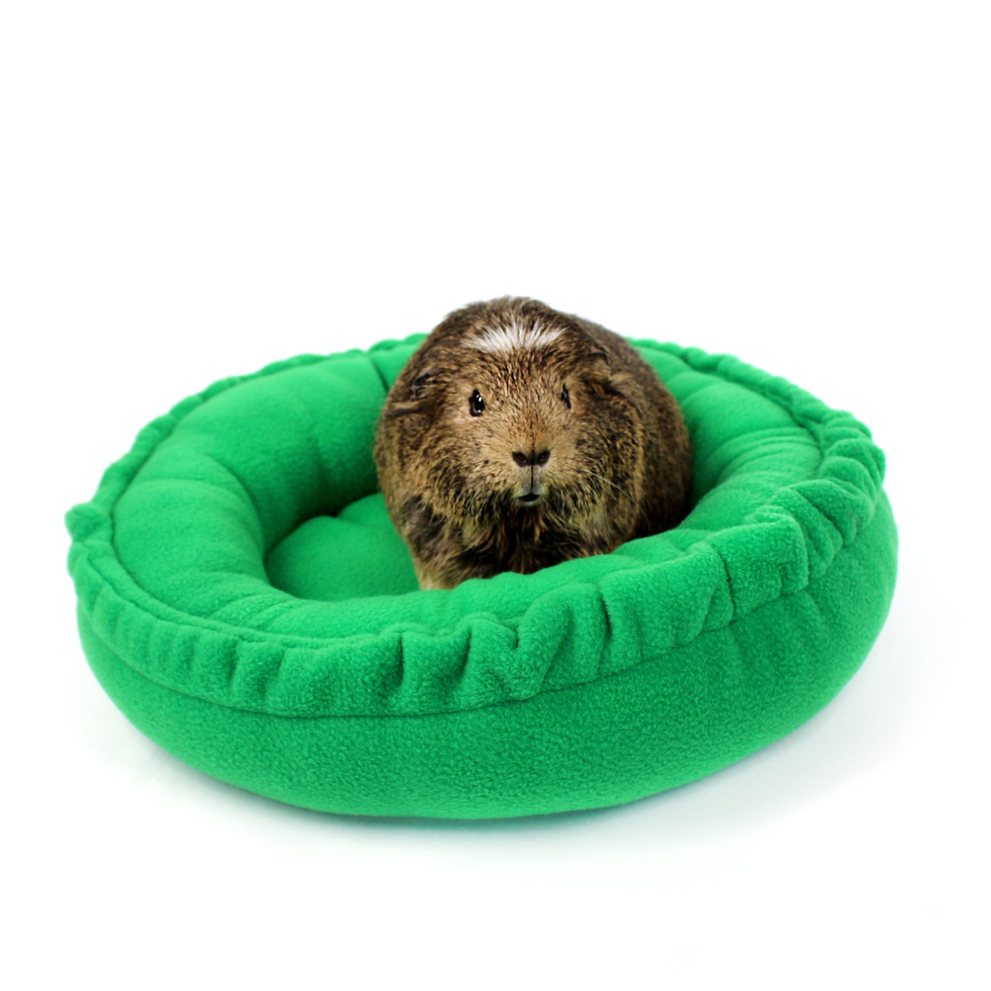 Small animal in a green pet bed on a white background