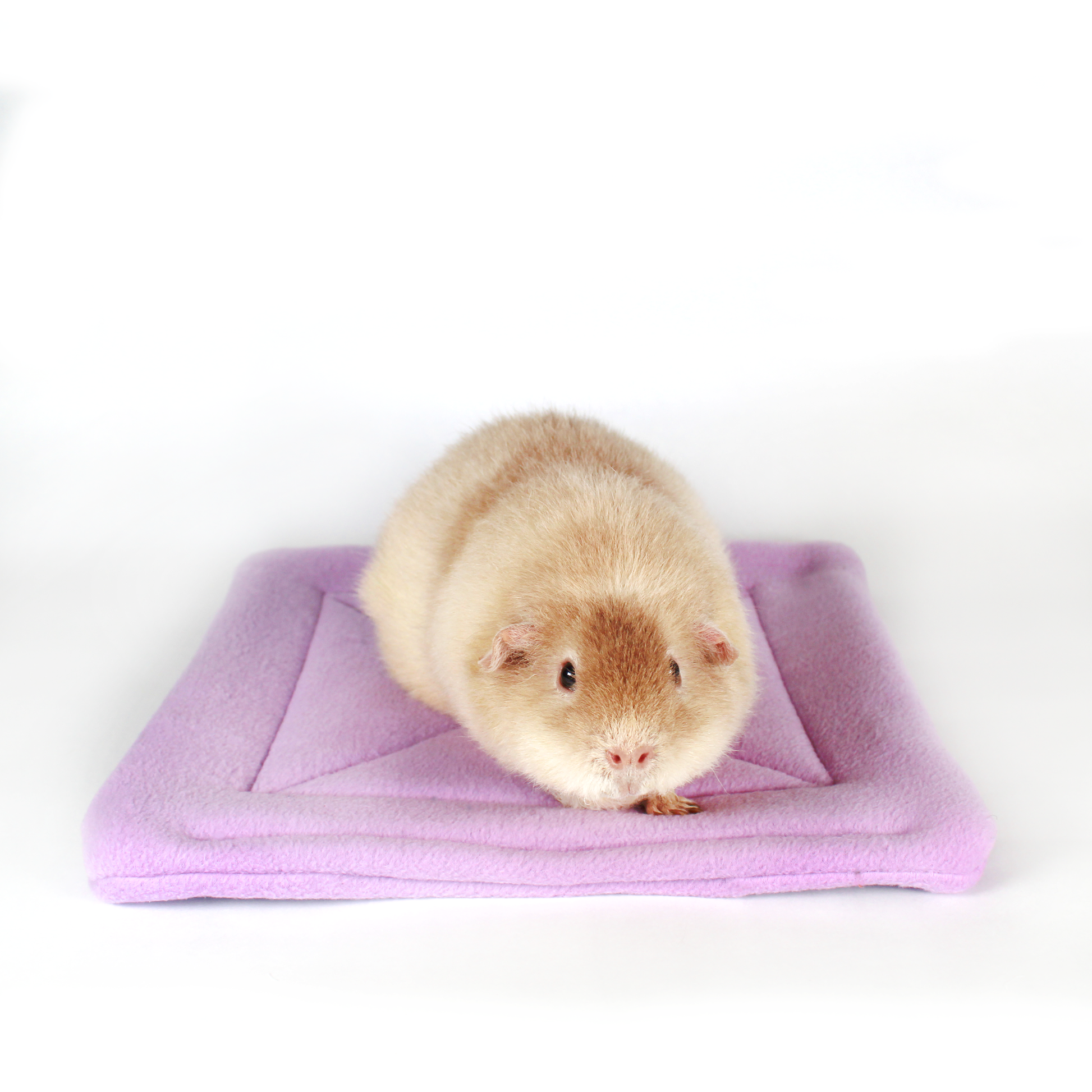 Large Lilac Square Pee Pad for Guinea Pigs, front view of the pee pad with a happy guinea pig on top
