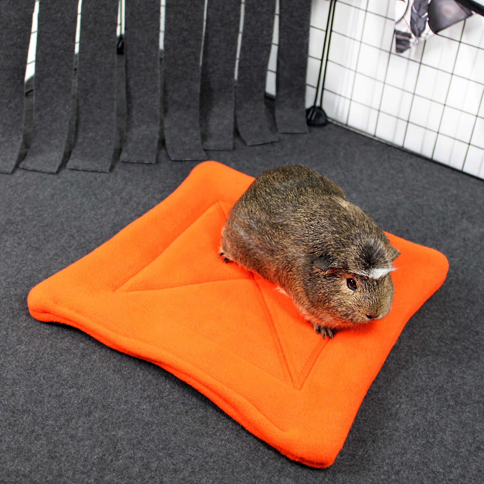 Guinea pig on an orange blanket inside a pet enclosure with gray walls.