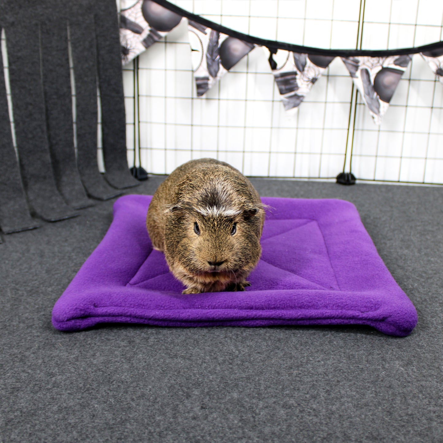 Guinea pig on a purple pee pad with a black and white checkered background