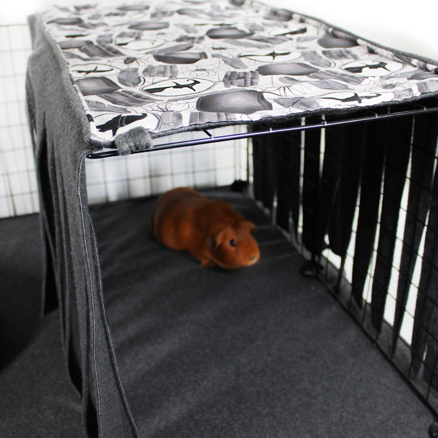 Guinea pig in a cage with a patterned top