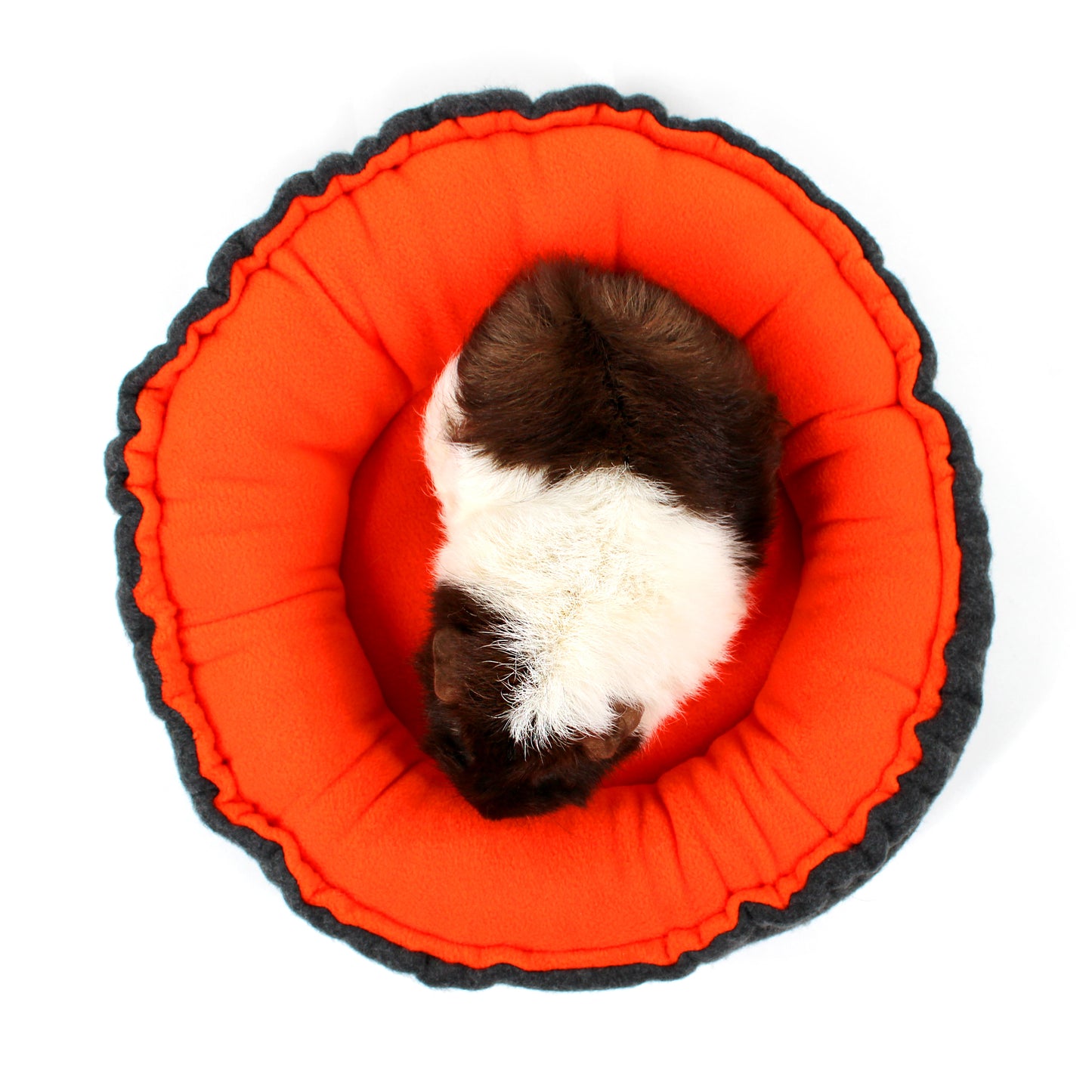 Cat lying on a round orange cushion with black trim on a white background