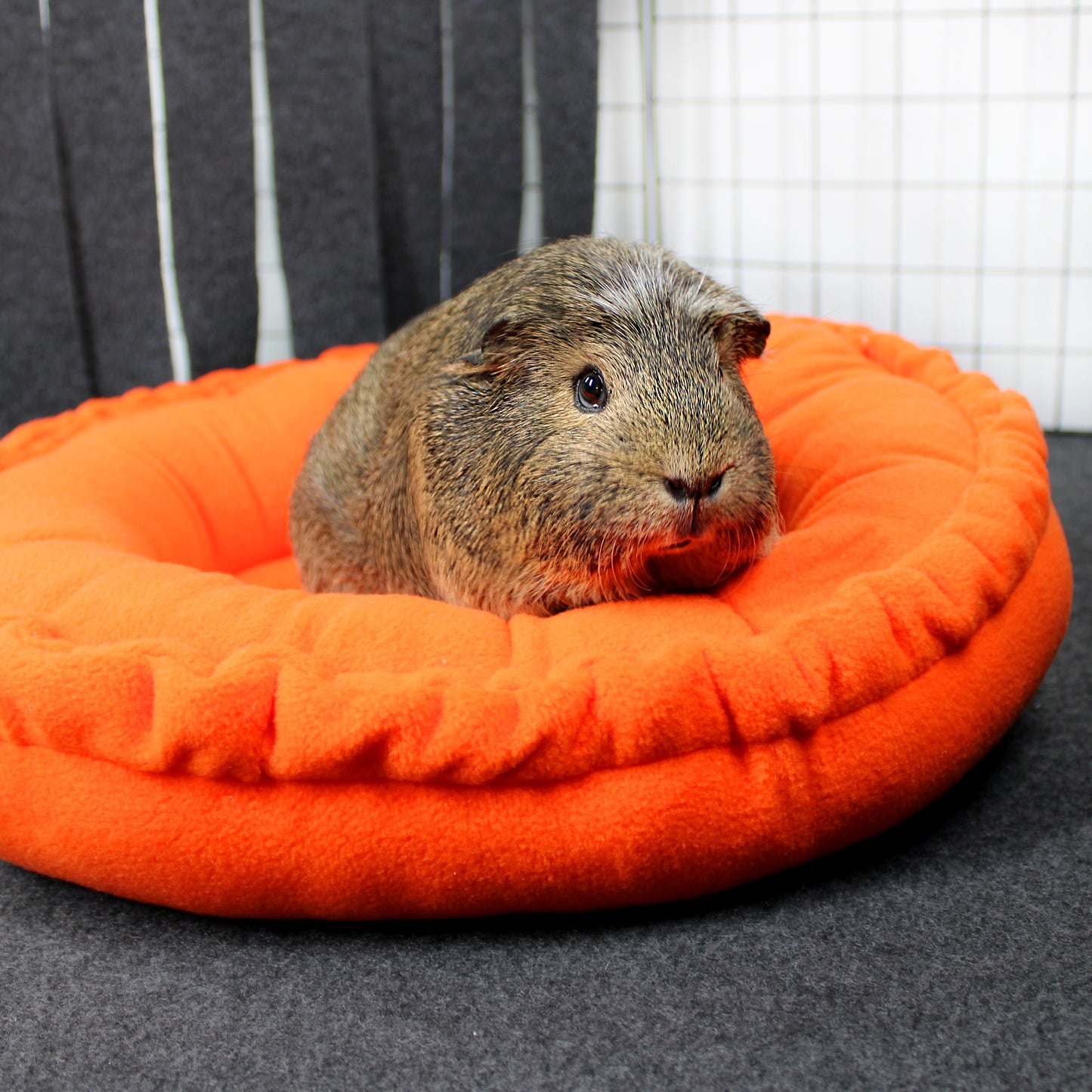 Guinea pig on an orange cushion with a striped background