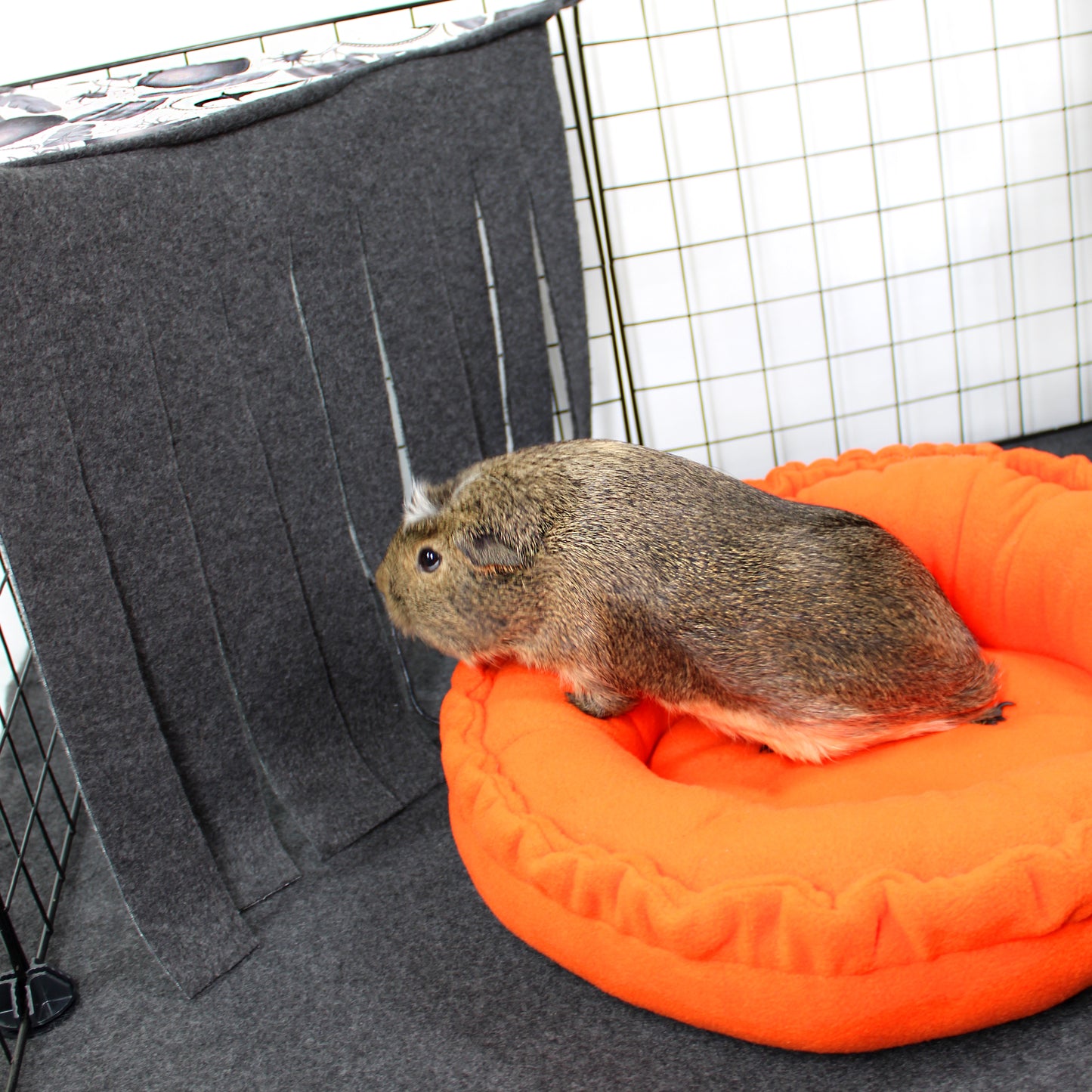 Small animal on an orange cushion inside a pet carrier with gray interior