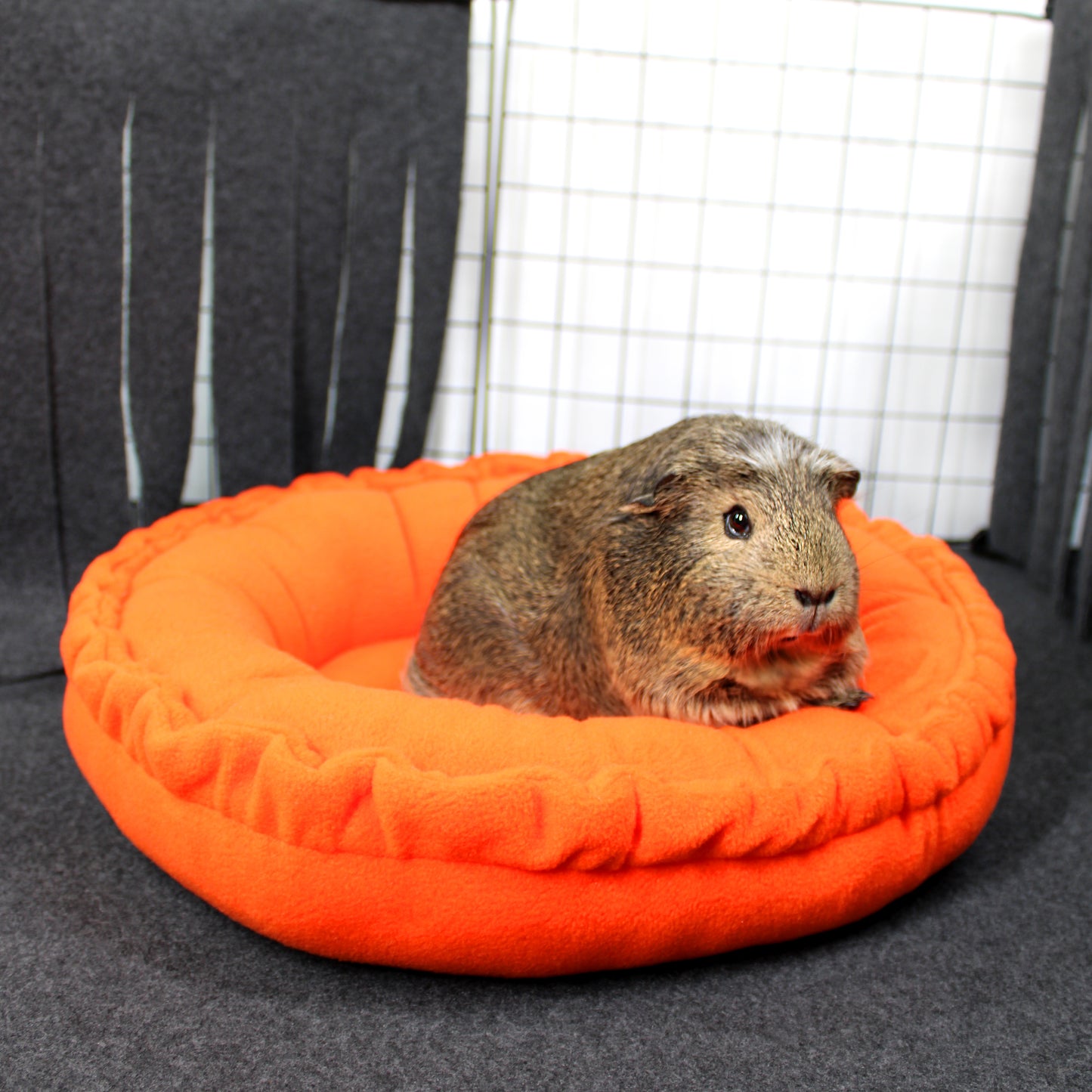 Guinea pig sitting on an orange pet bed with a grid-patterned background