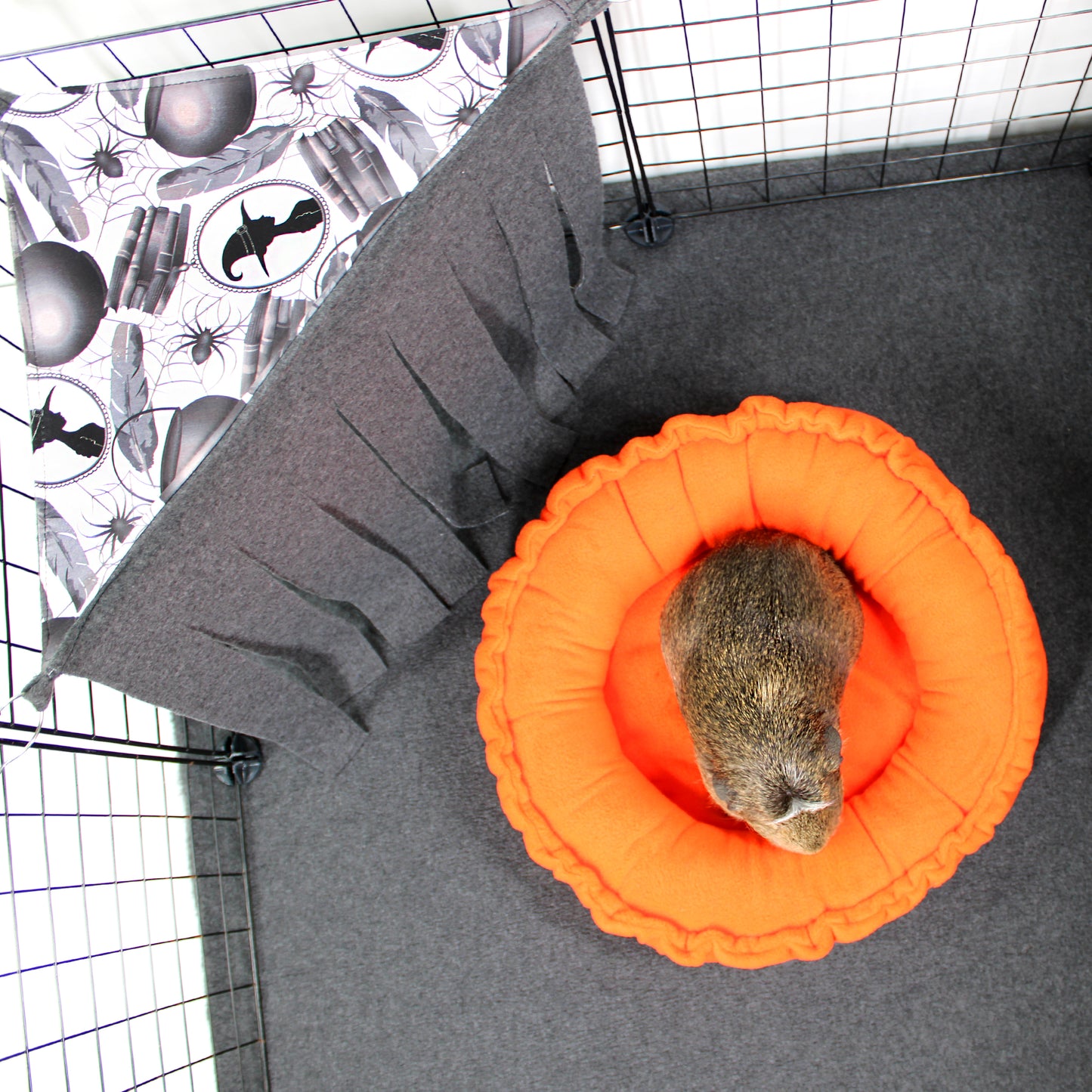 Pet in an orange bed inside a cage with Halloween-themed decor