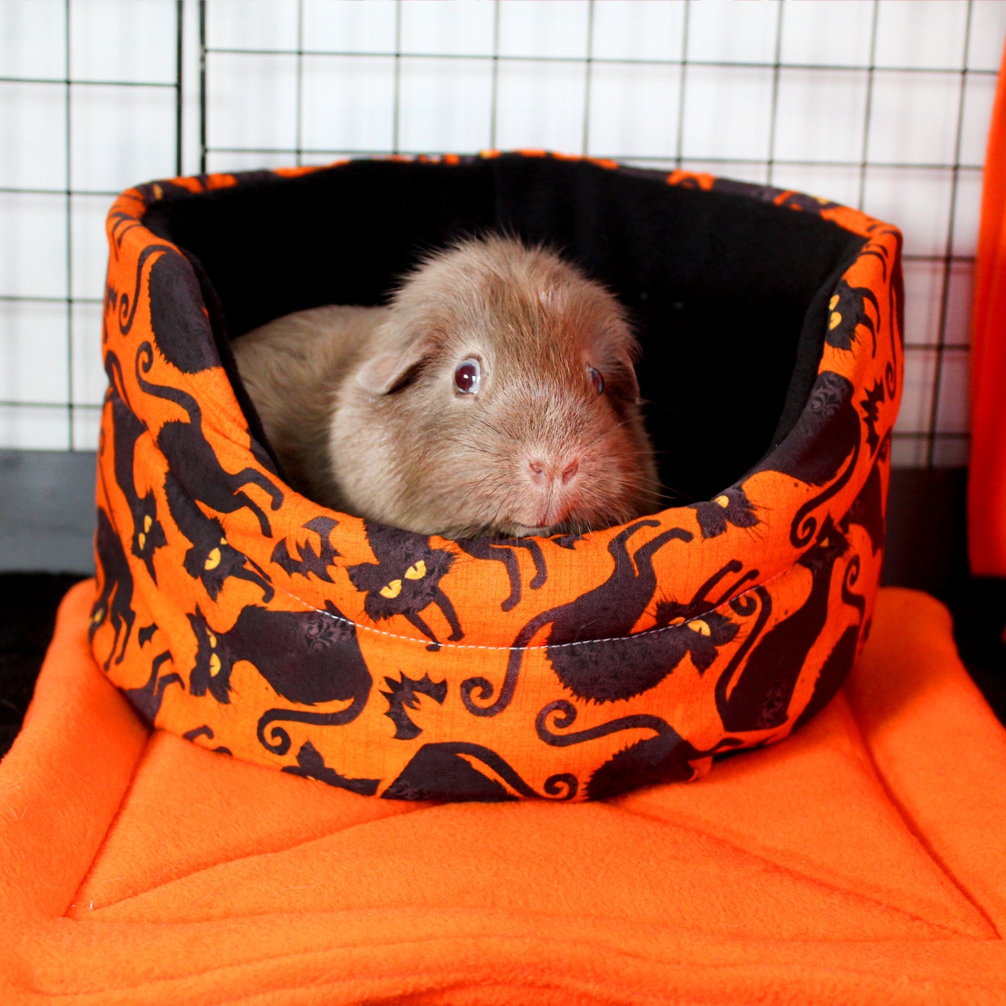 Halloween Black Cat Cuddle Cup Bed, example of the cuddle cup inside a cage