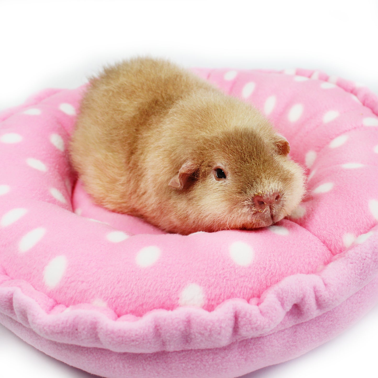 Pink Polka Dot Doughnut Bed for Guinea Pigs