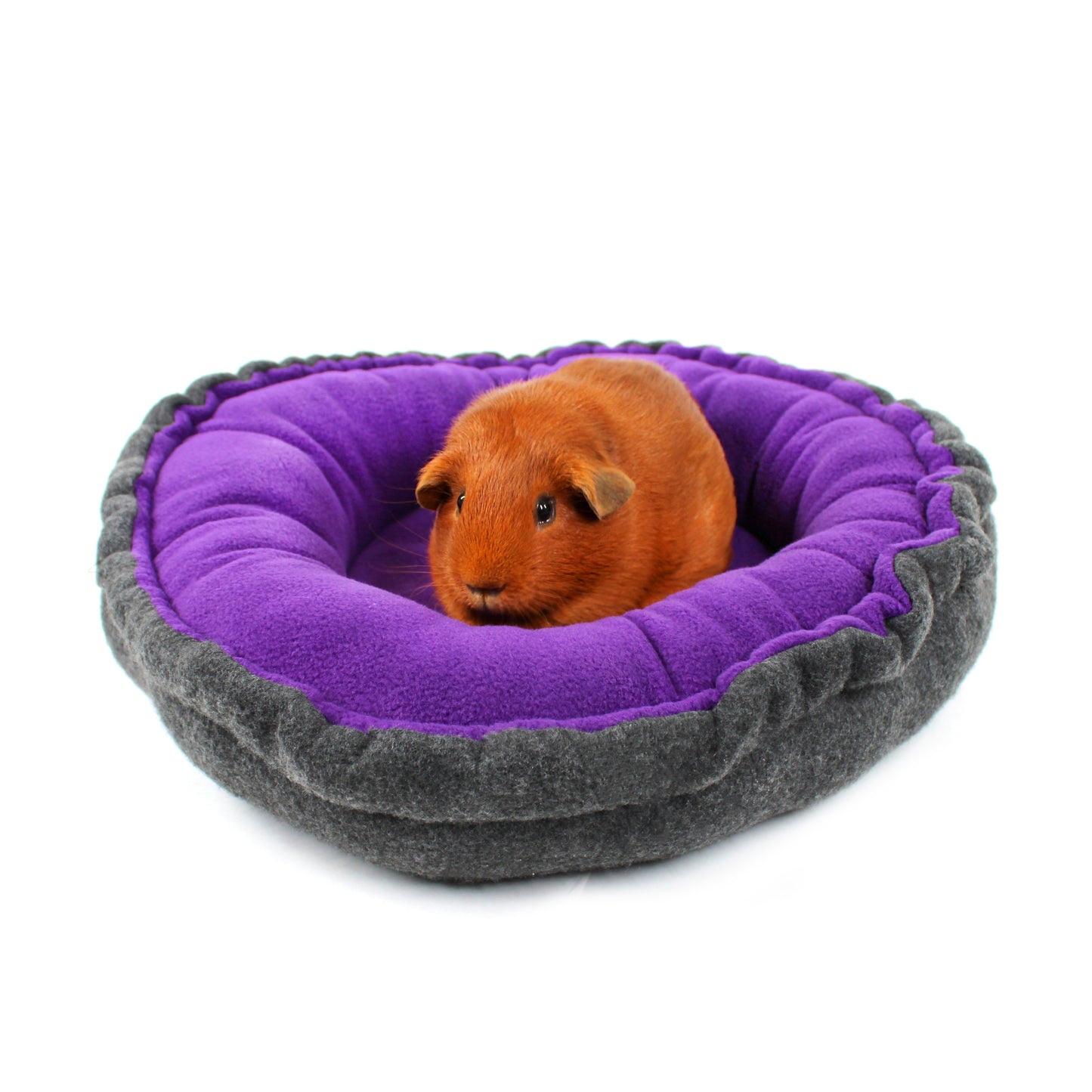 Guinea pig inside a purple and gray pet bed on a white background