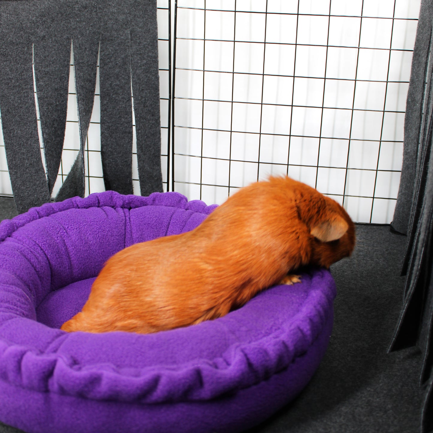Plain Purple Doughnut Bed