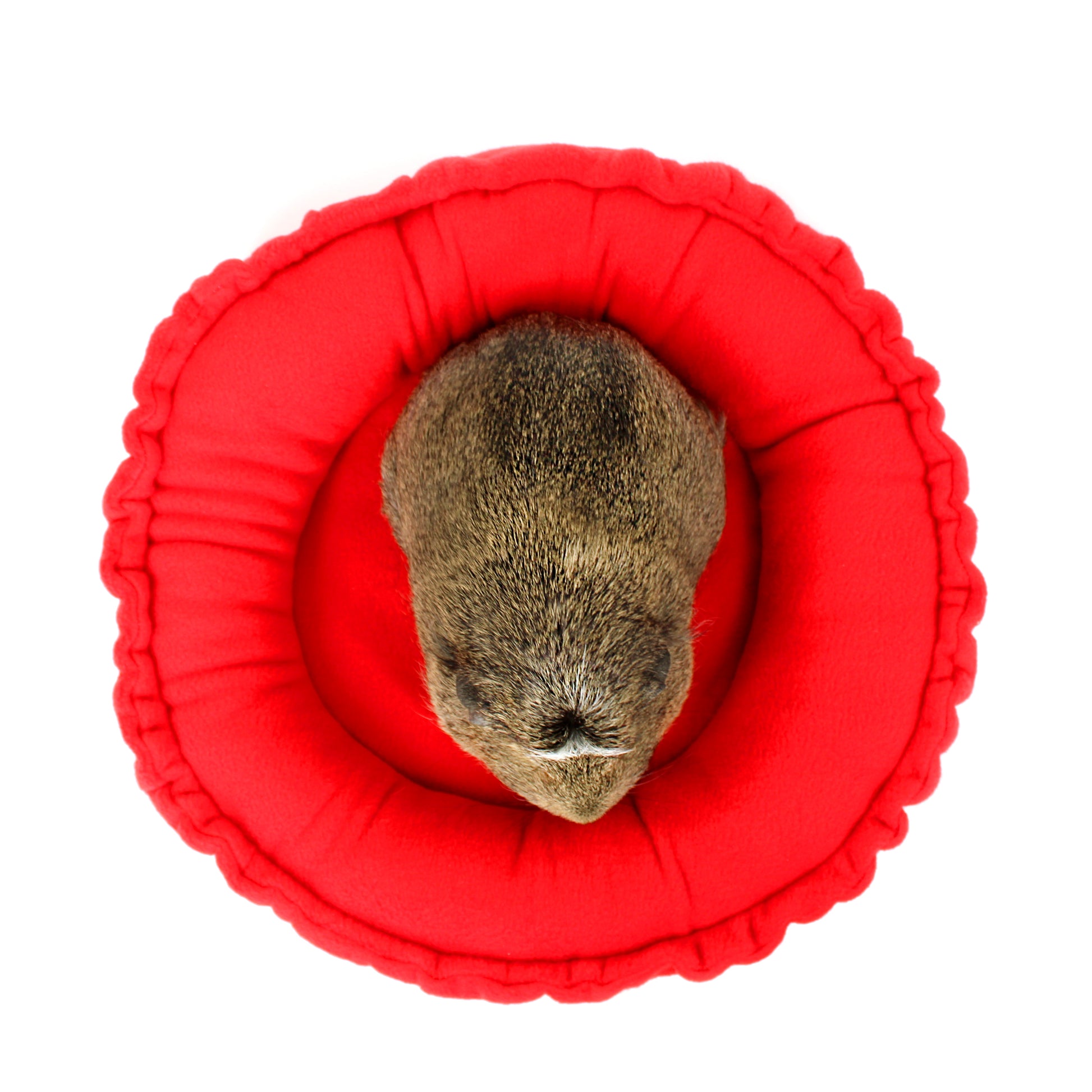 Small animal, possibly a hamster, in a red cushioned wheel on a white background