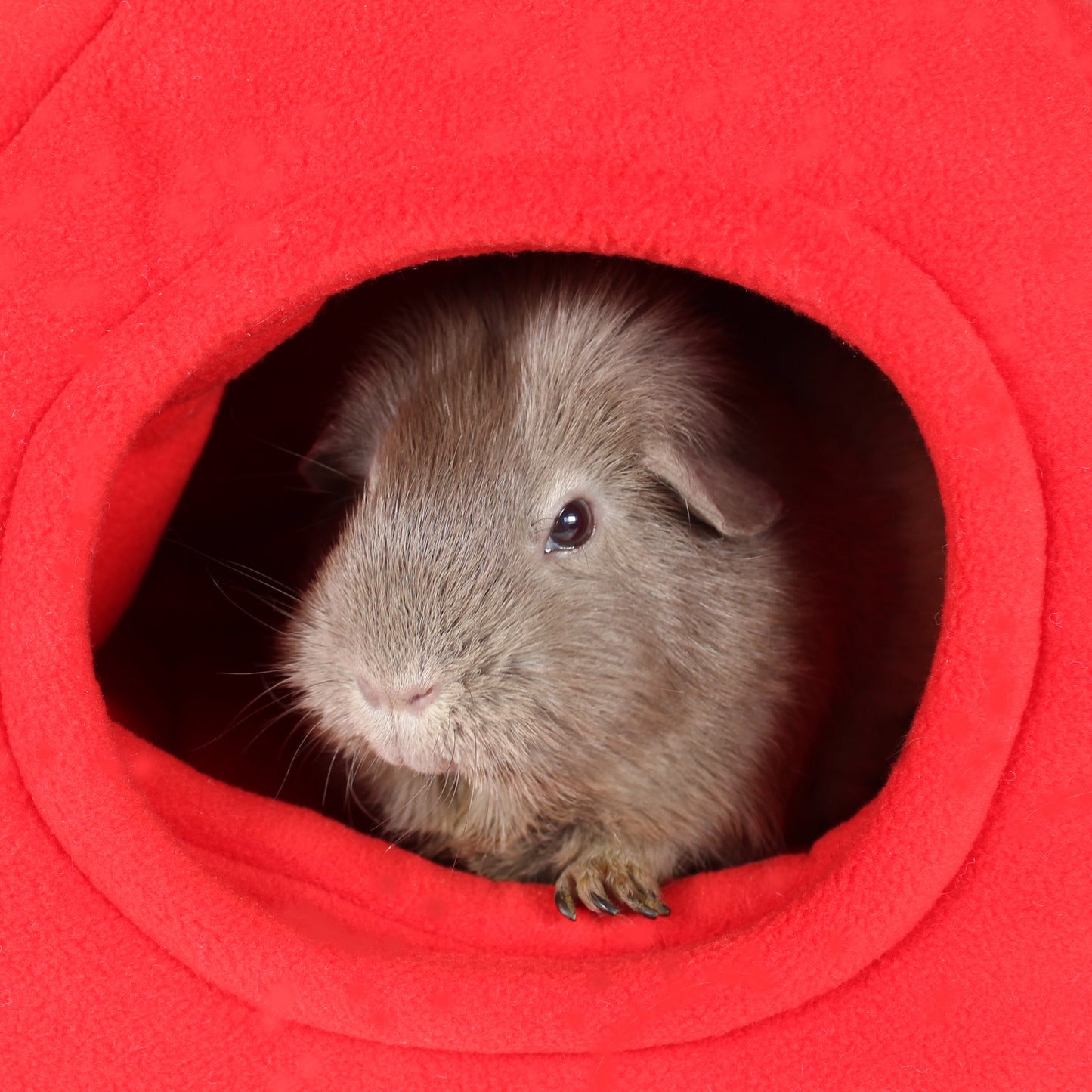 Red Fleece Guinea Pig Hidey Hut, close up front view with guinea