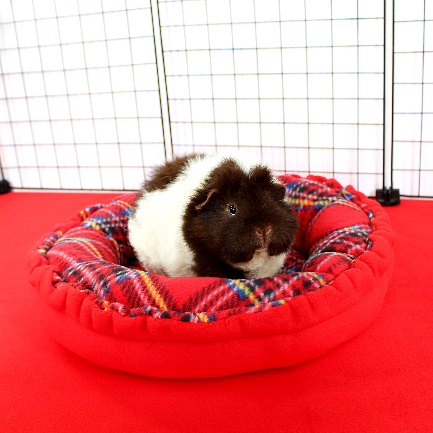 Guinea pig sitting on a colorful pet bed inside a cage with a red floor.