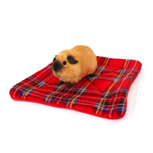 Small animal on a red plaid blanket with a white background
