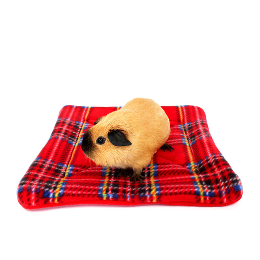 Small animal on a red plaid blanket with a white background