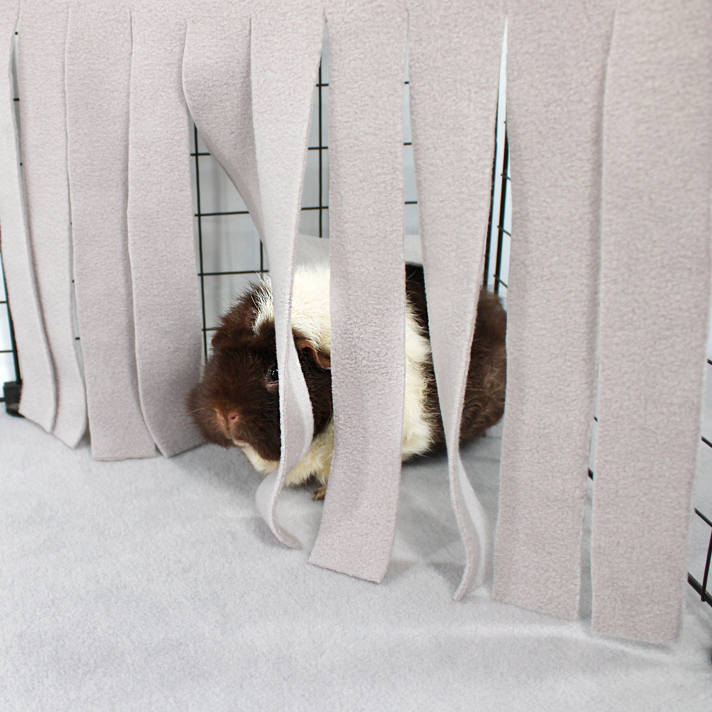 Guinea pig peeking out from behind a curtain in a pet cage