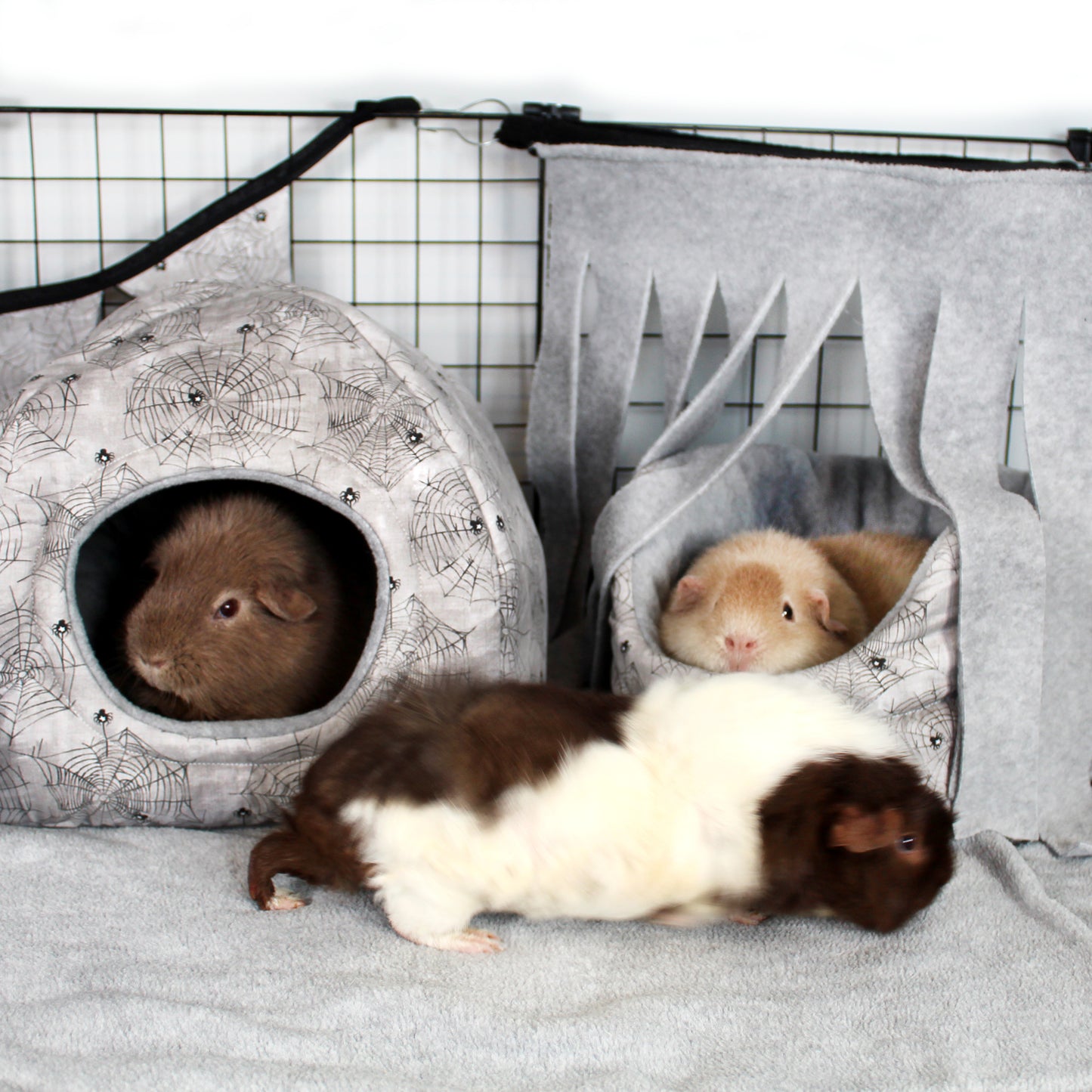 Halloween Spider Guinea Pig Accessory Bundle, 3 guinea pigs enjoying the fleece accessories