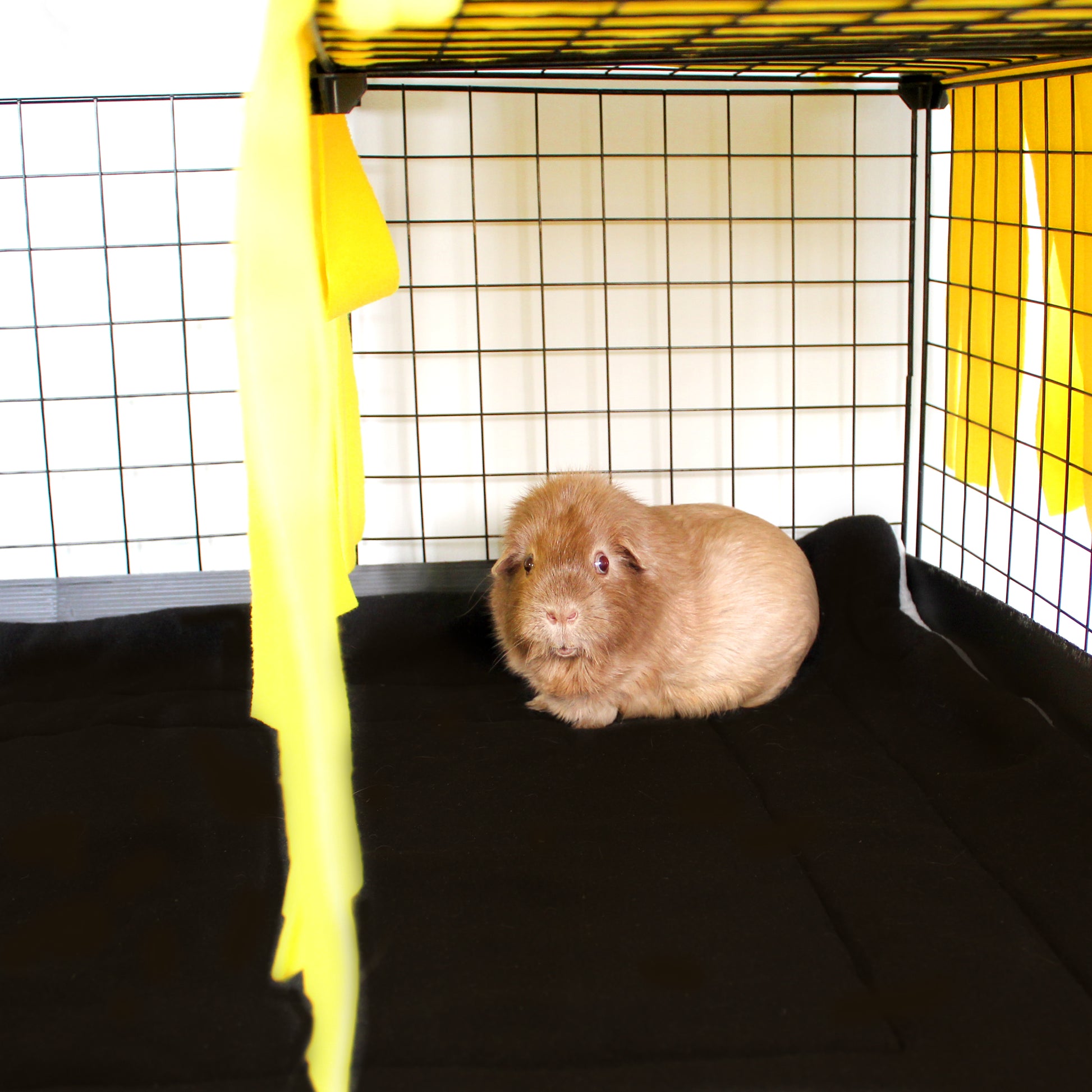Liquorice Allsorts Large Fleece Forest, happy guinea pig underneath the canopy of the fleece forest