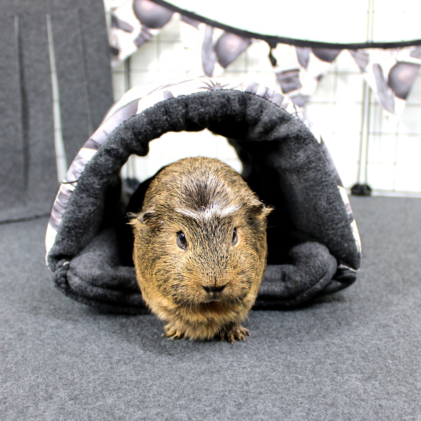 Guinea pig peeking out from a dark gray tunnel on a gray floor.