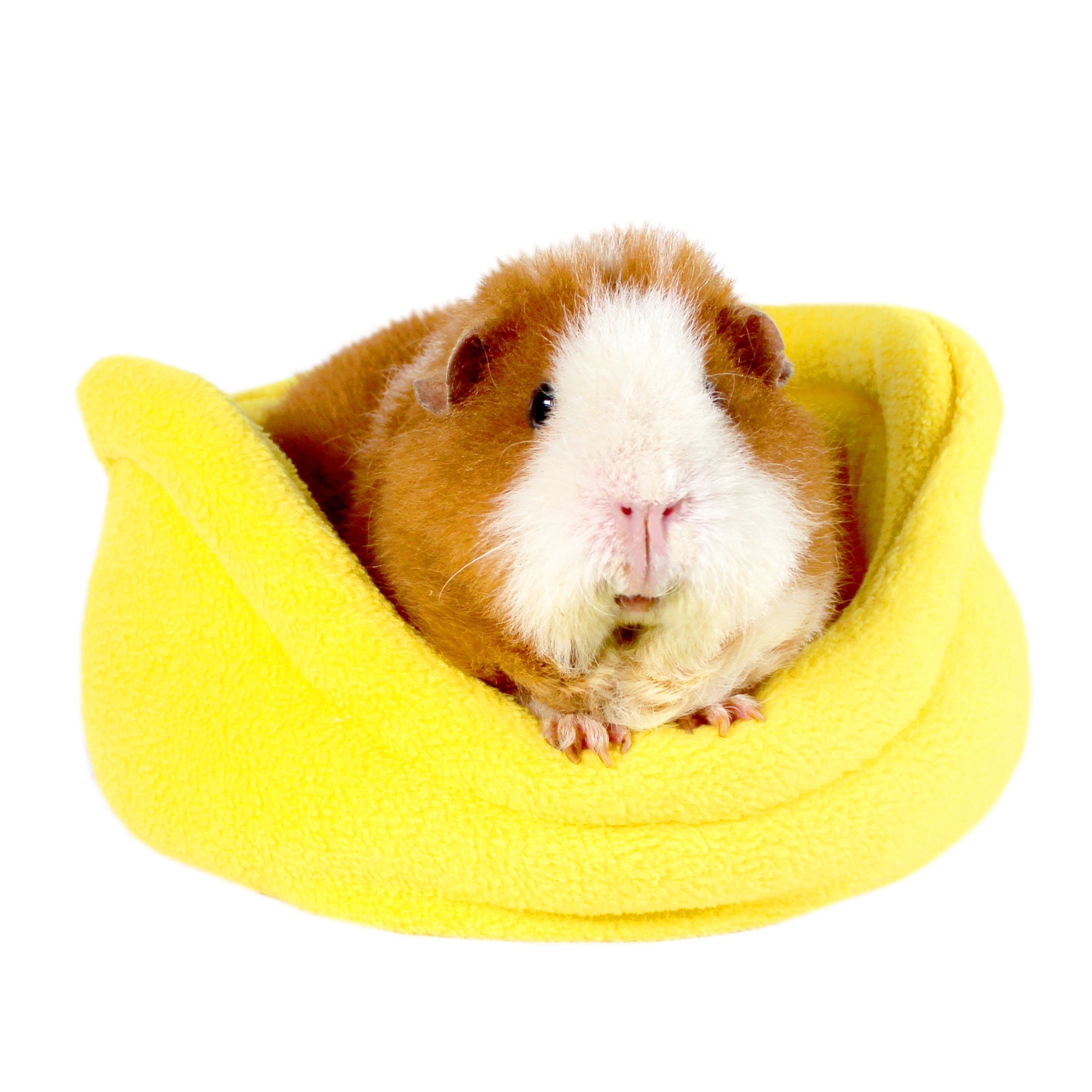 Yellow Guinea Pig Cuddle Cup, front view with guinea pig