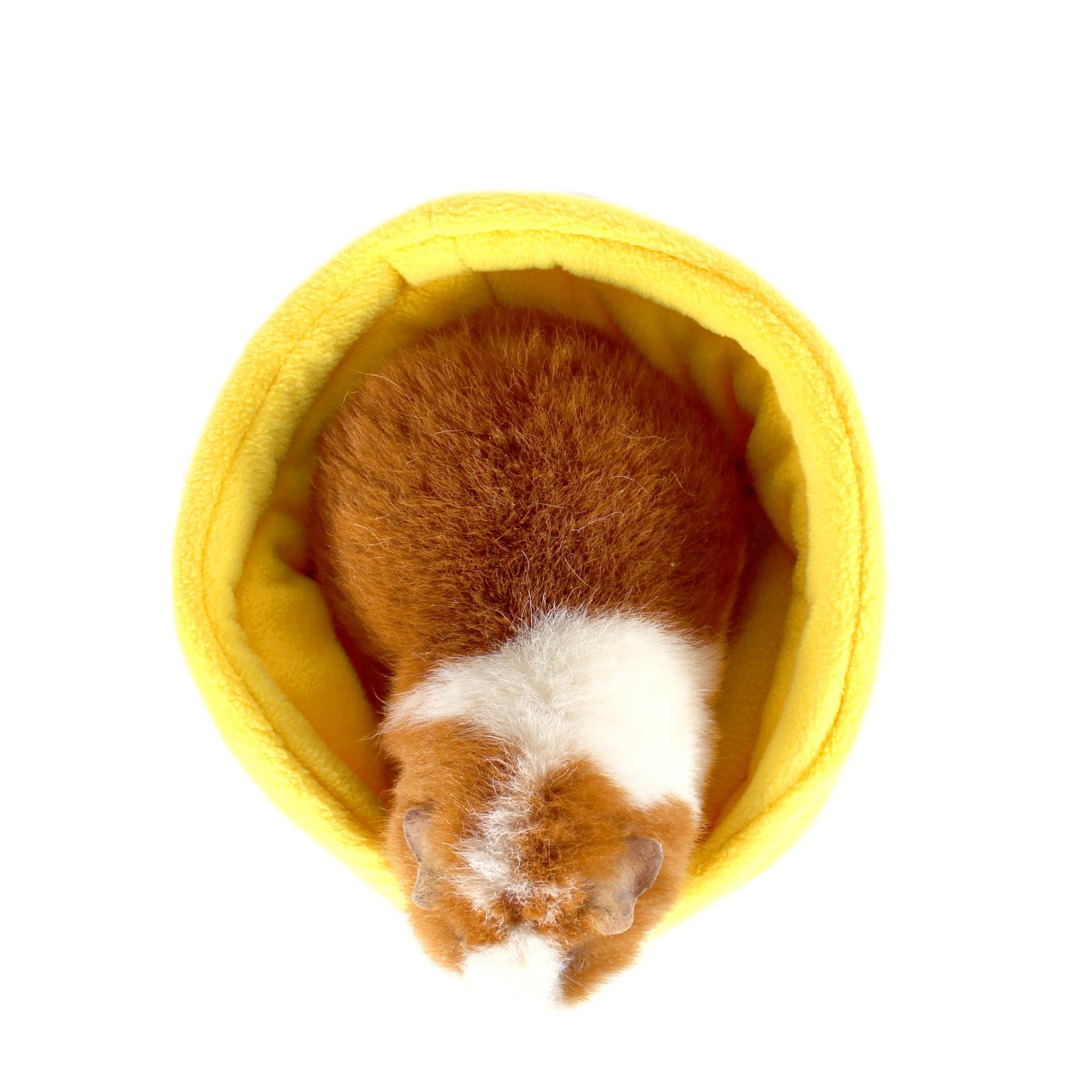 Yellow Guinea Pig Cuddle Cup, top view with guinea pig