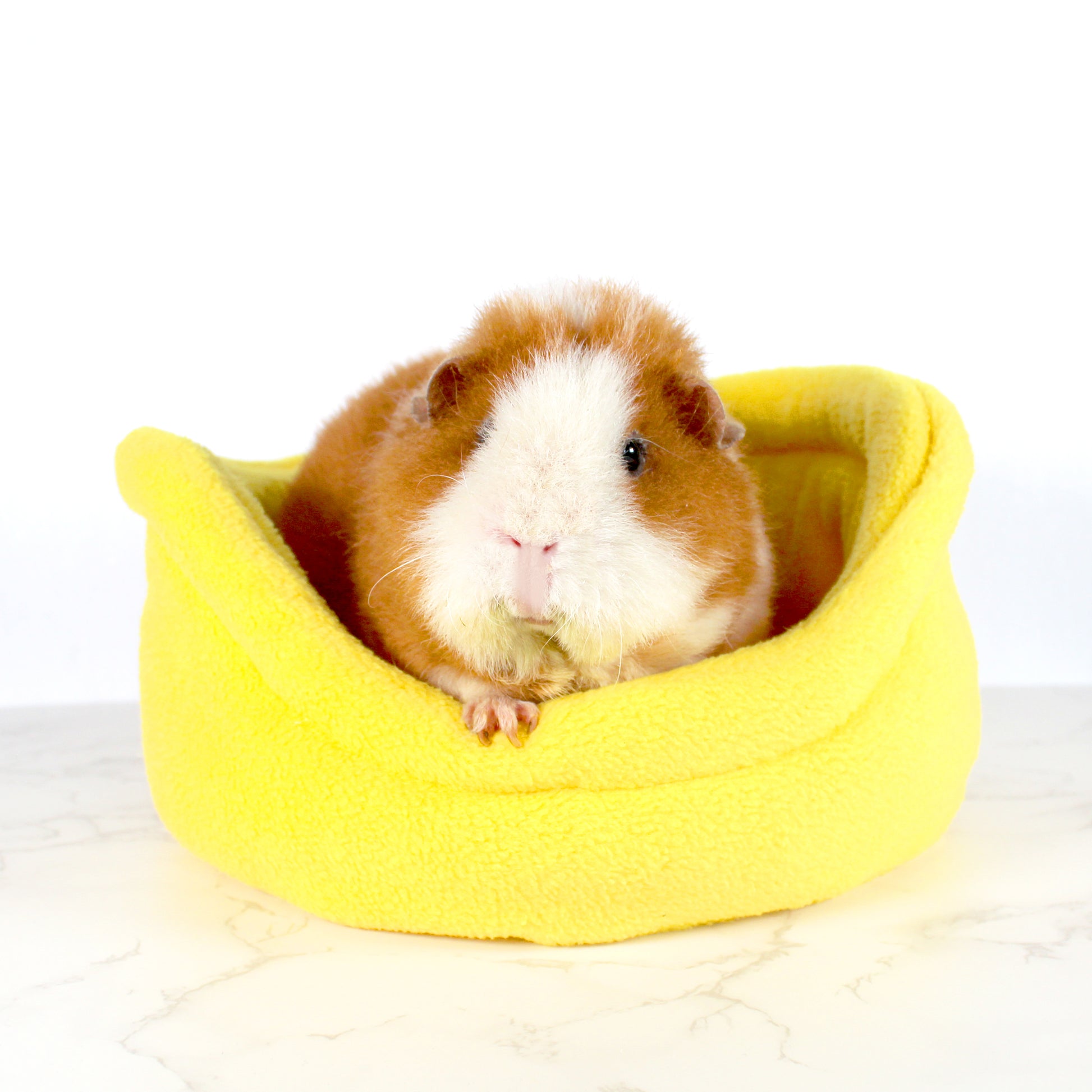 Yellow Guinea Pig Cuddle Cup, front side view with guinea pig