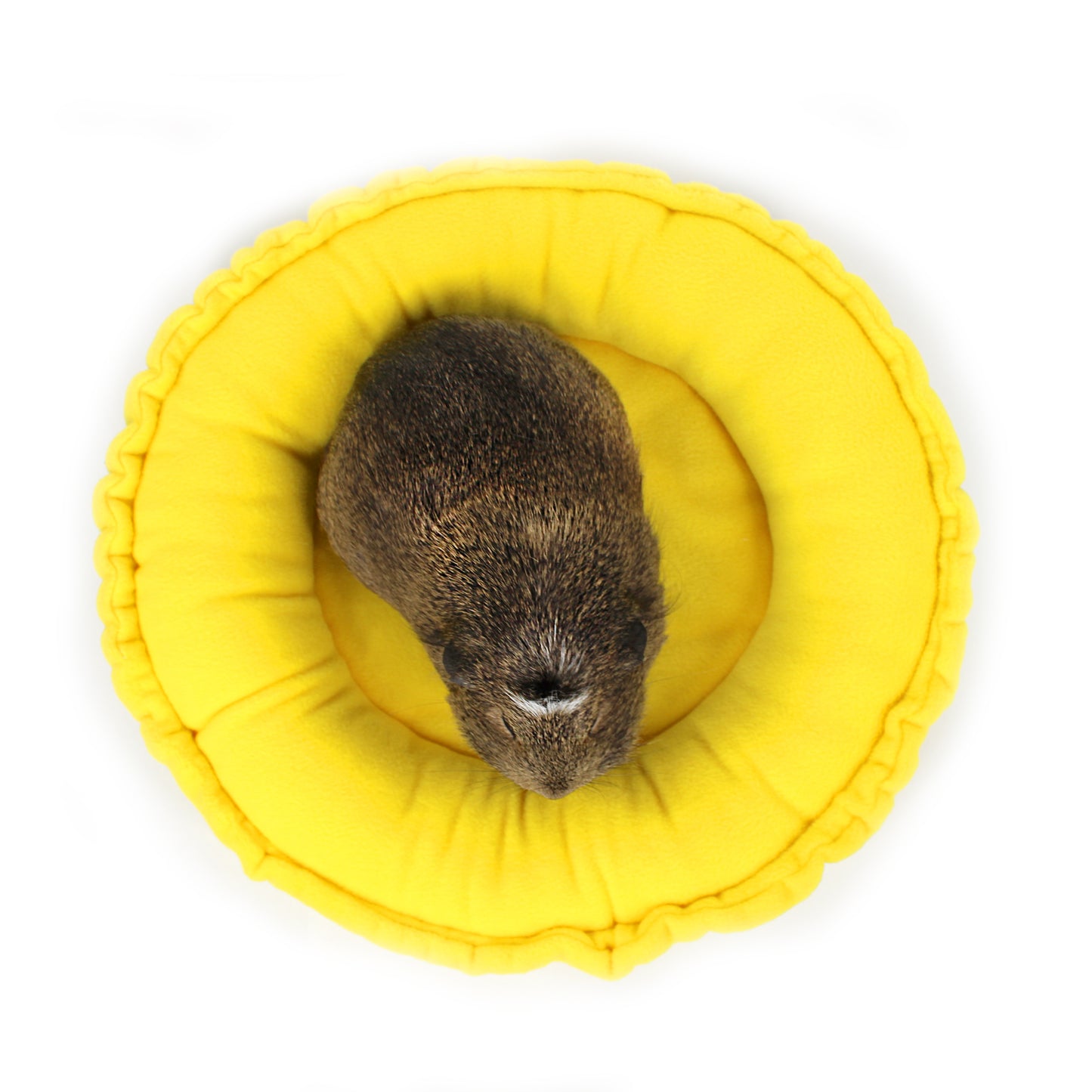 Small rodent inside a yellow cushion on a white background