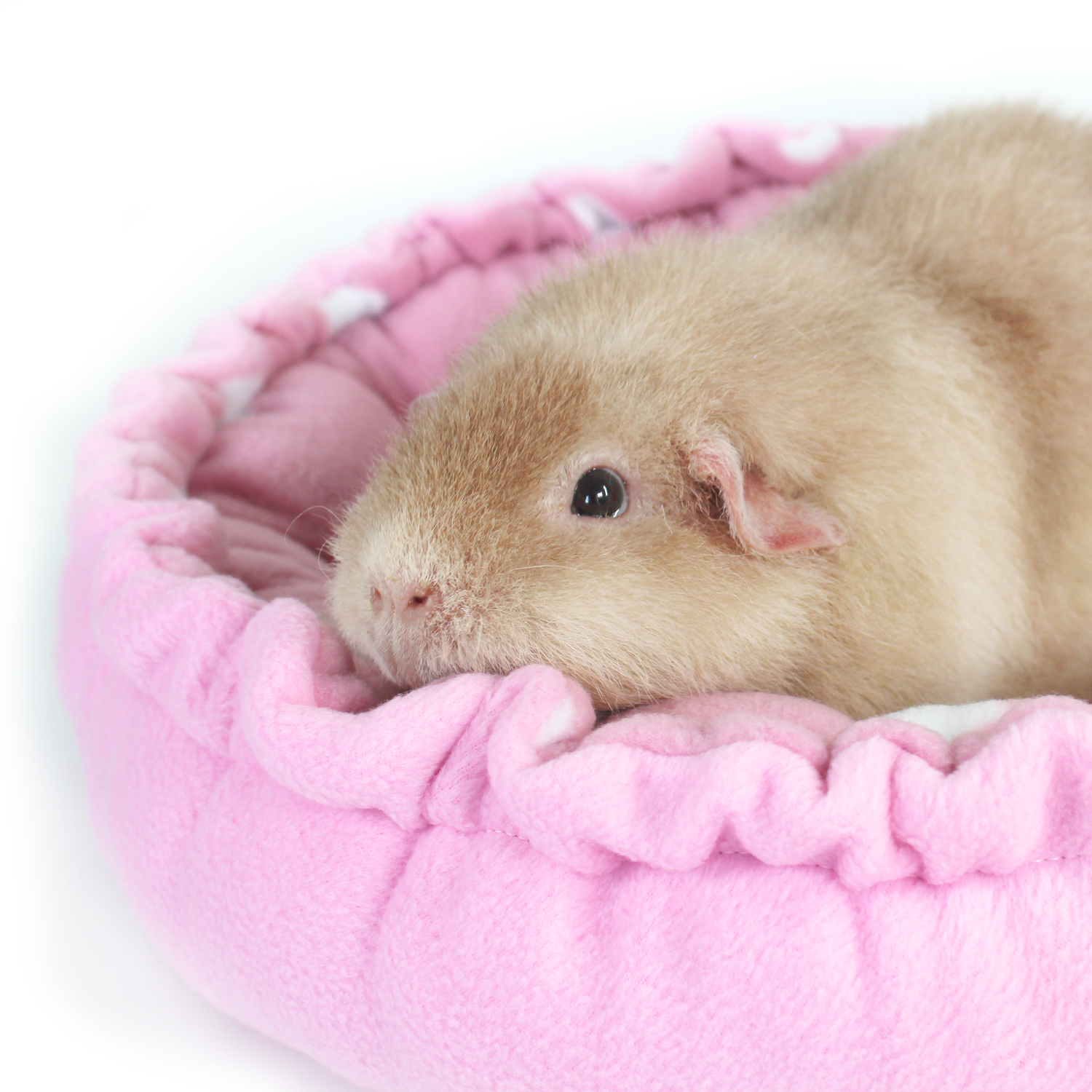 Doughnut Beds for Guinea Pigs