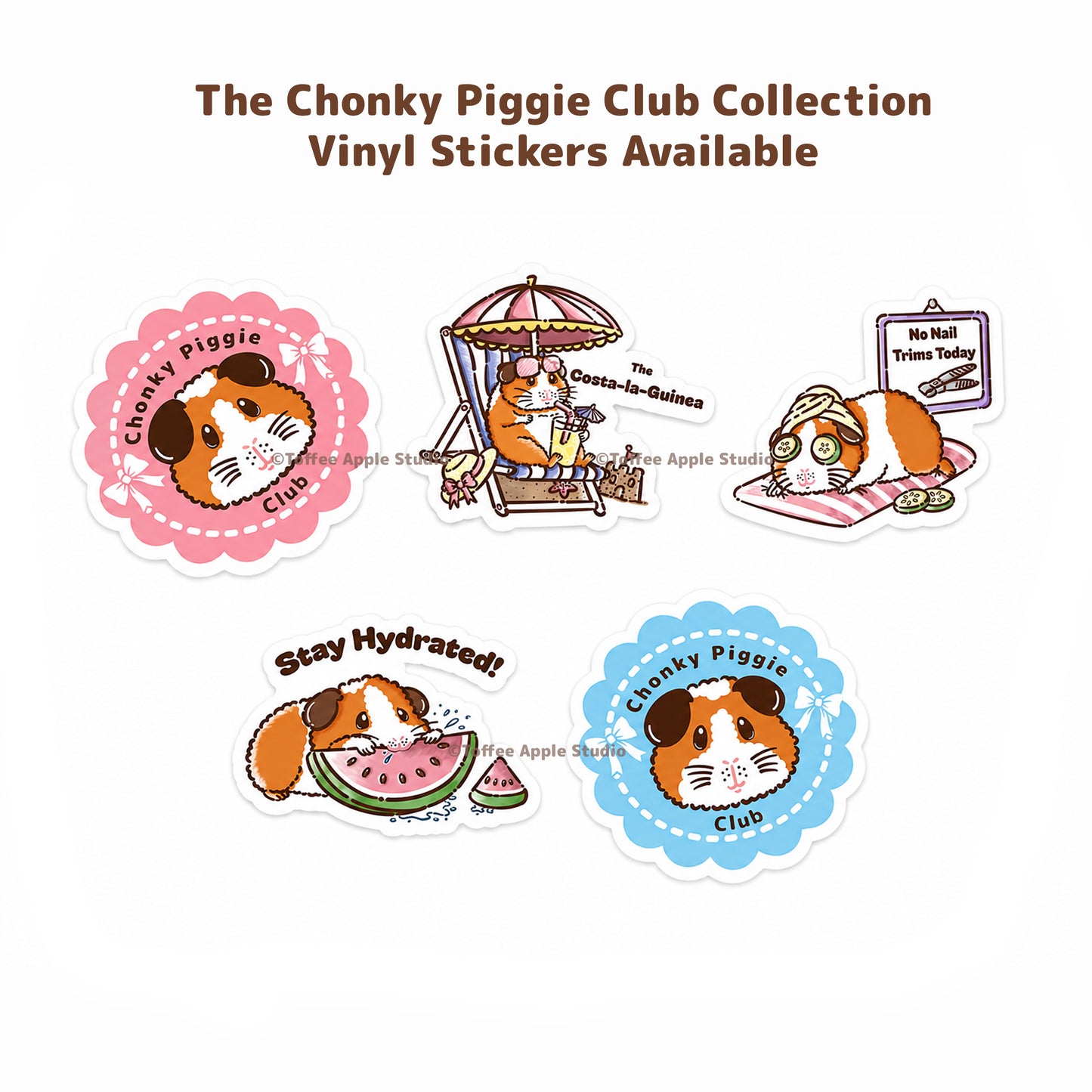 No Nail Trims Today Guinea Pig Vinyl Sticker - Clear
